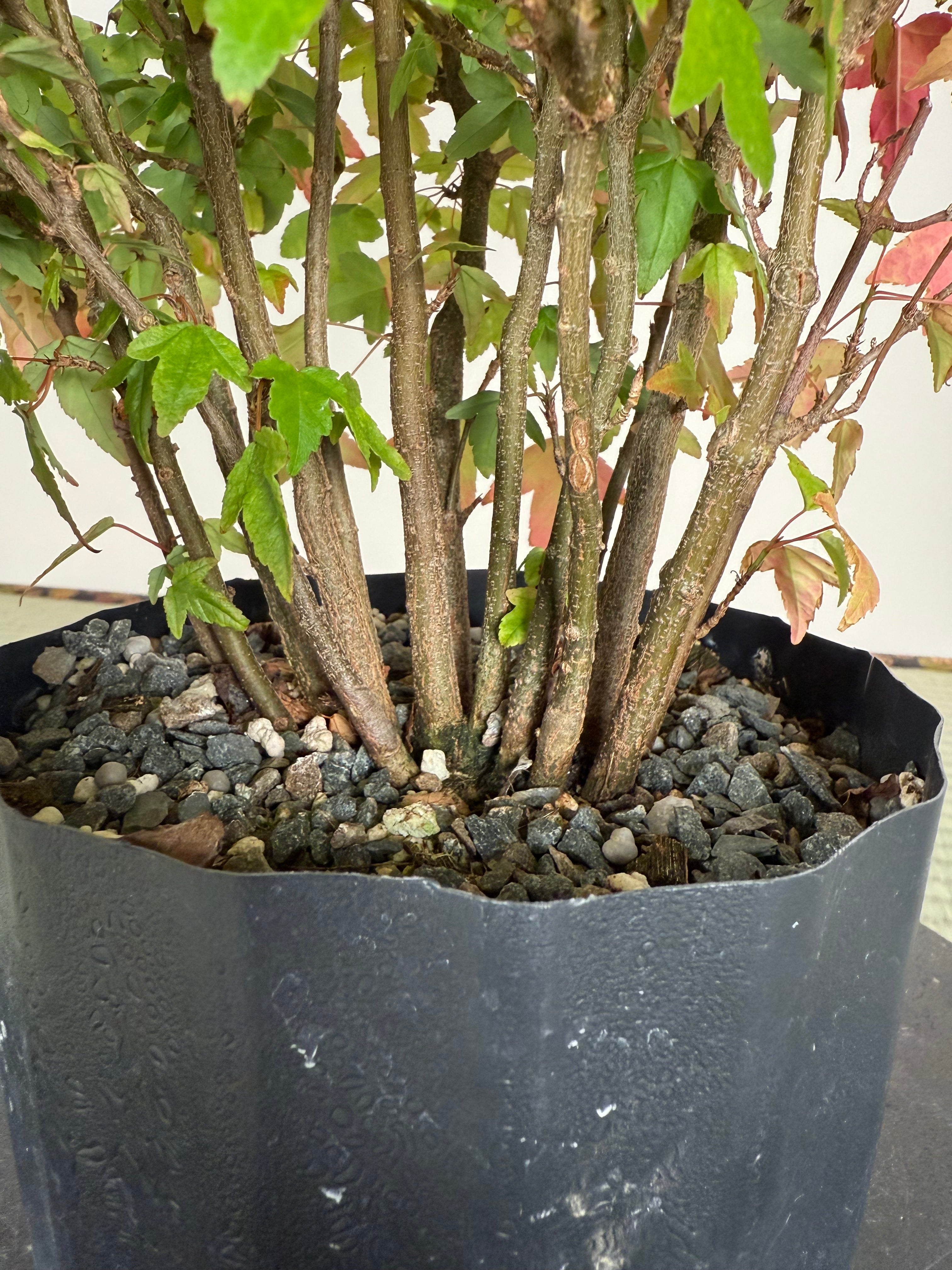 Acer buergerianum 'Fuyo-en' (Clump)