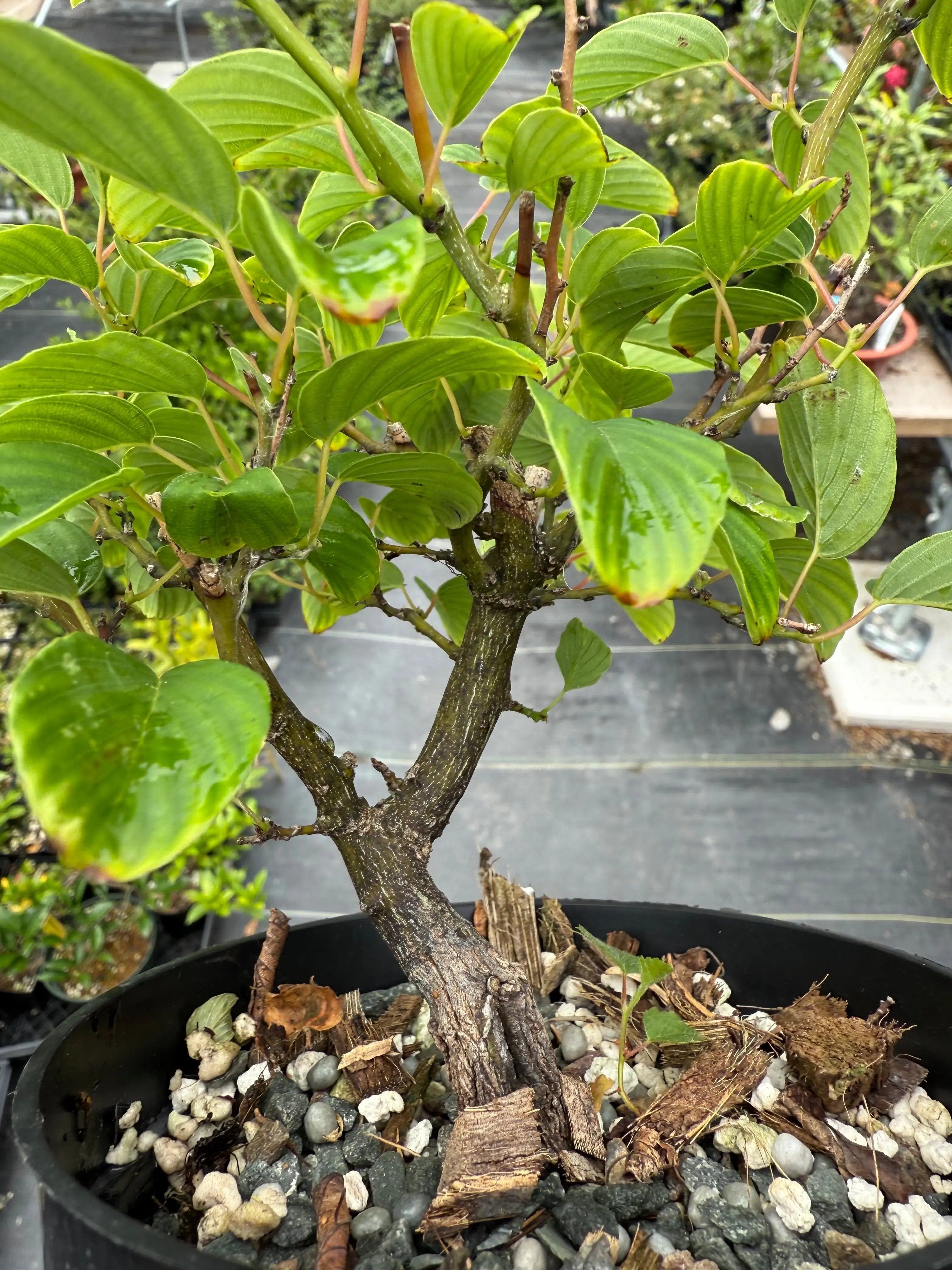 Berchemia racemosa Canada Bonsai