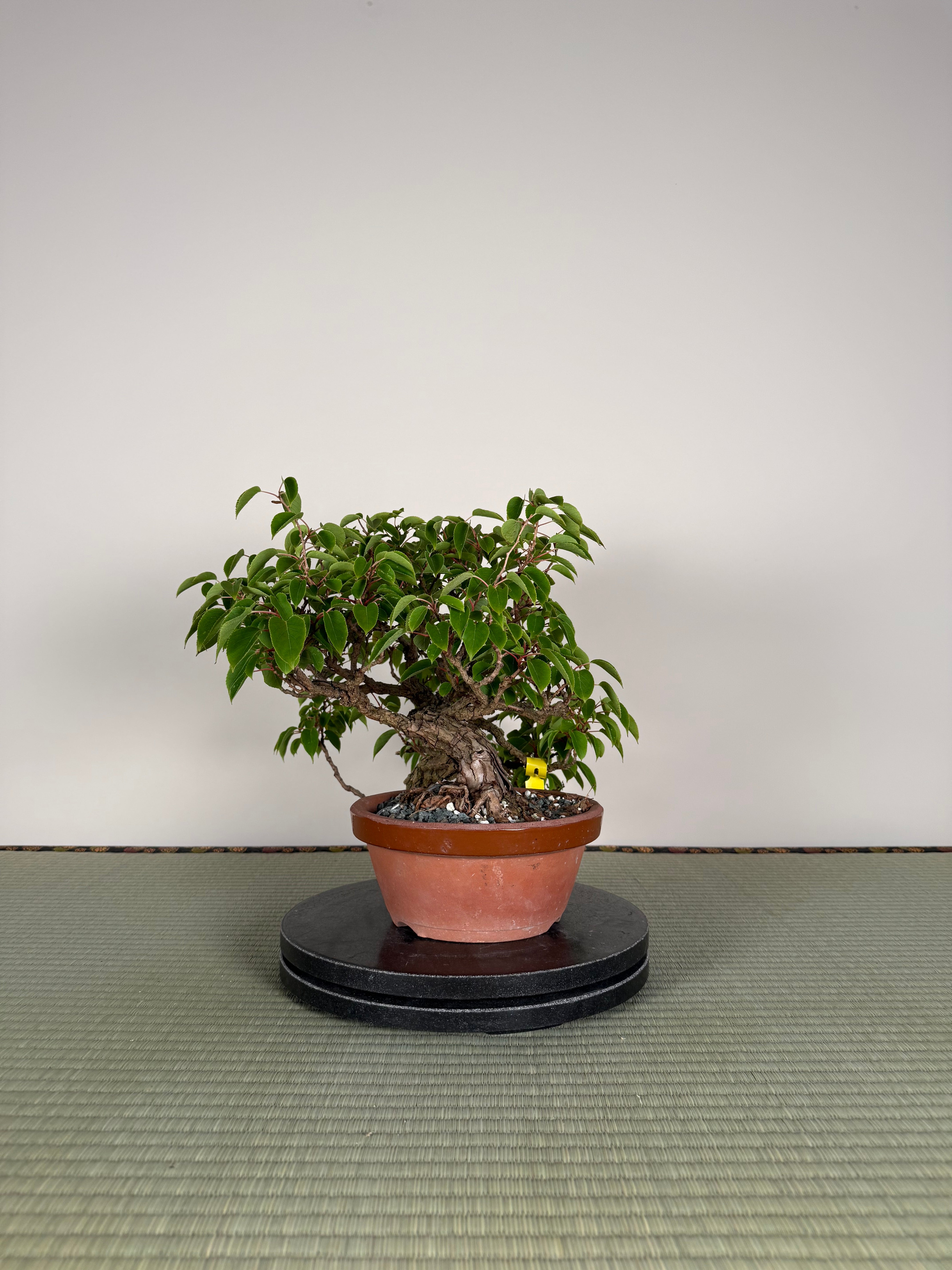 Actinidia arguta