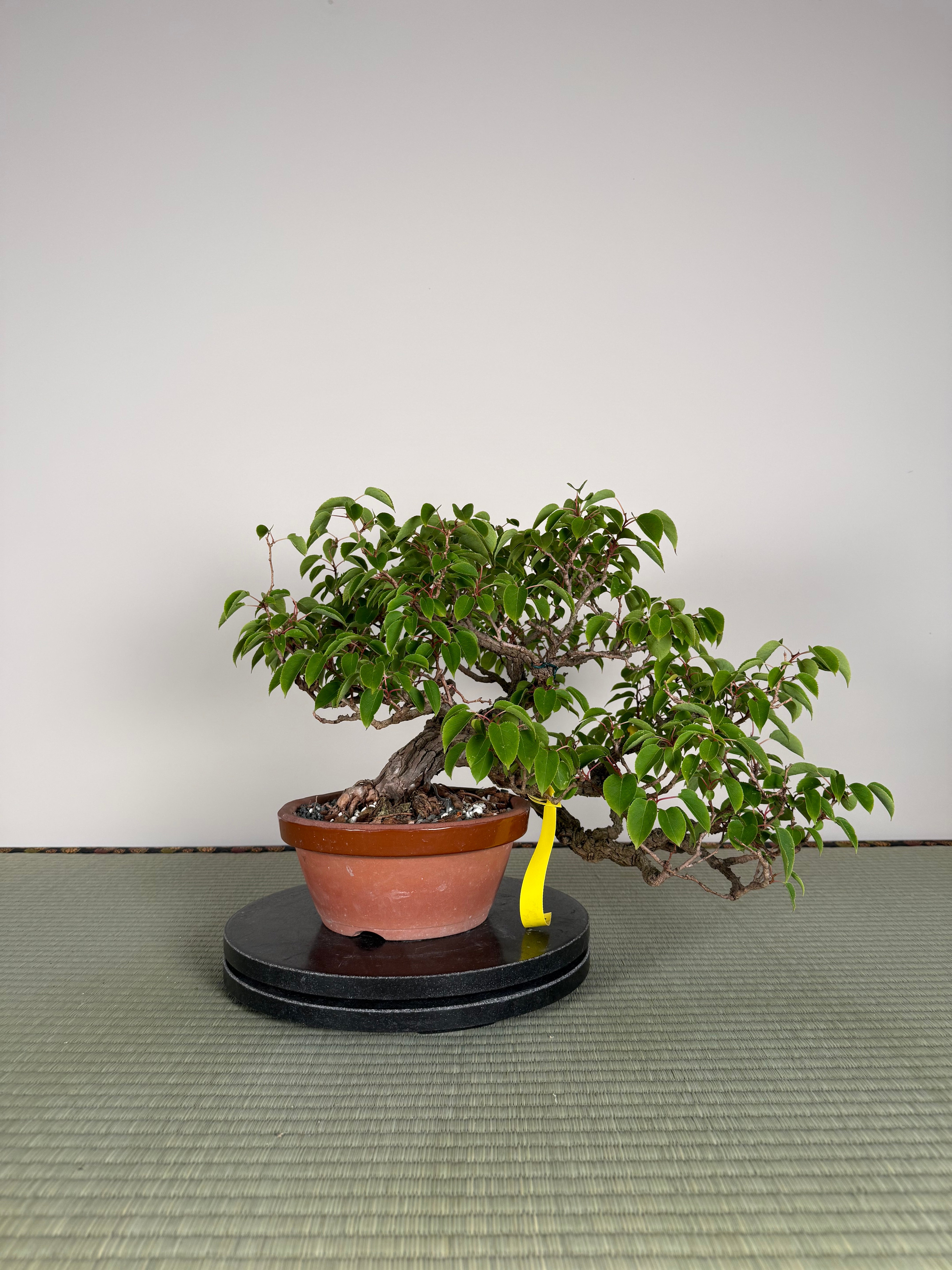 Actinidia arguta