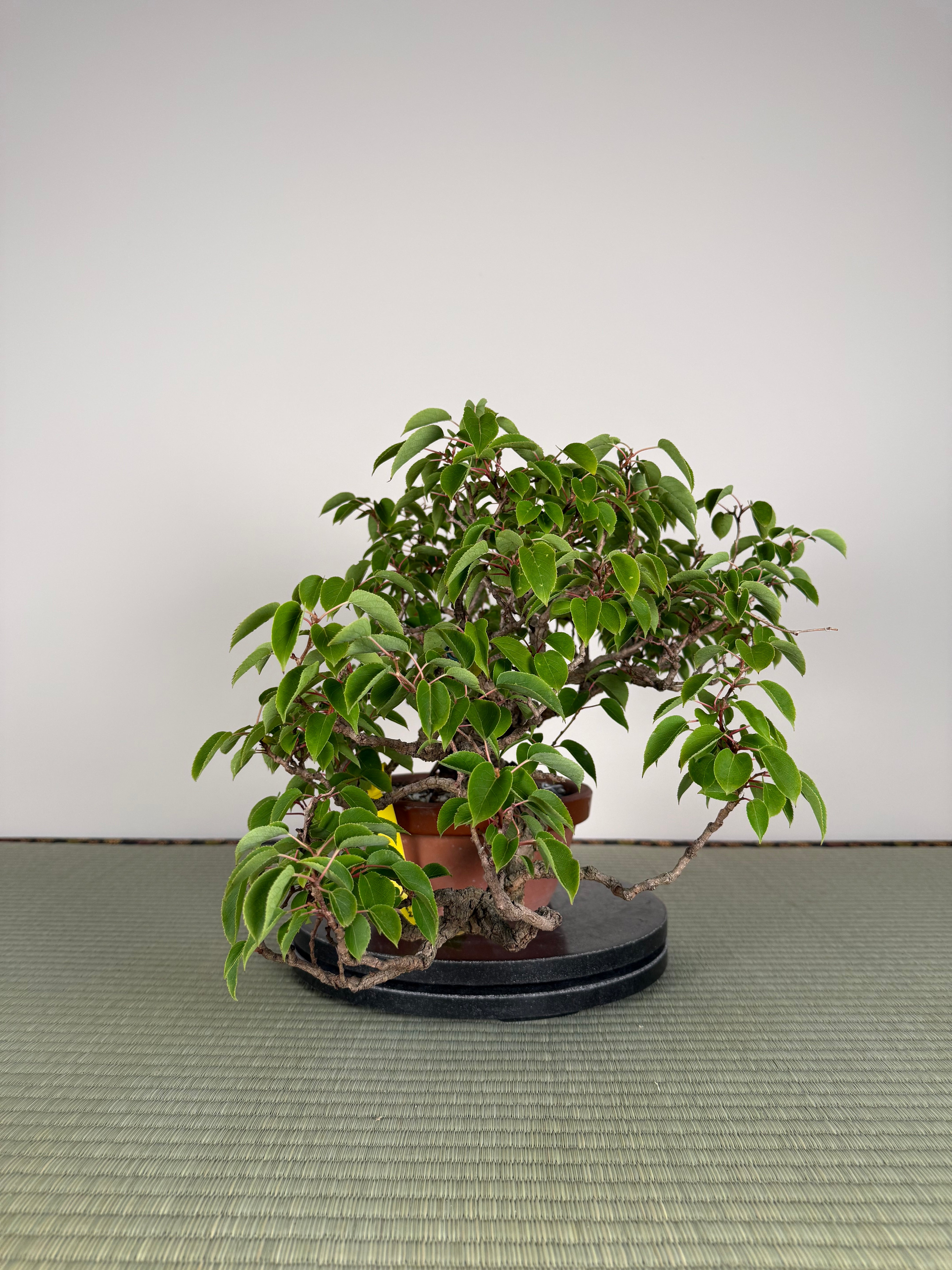 Actinidia arguta