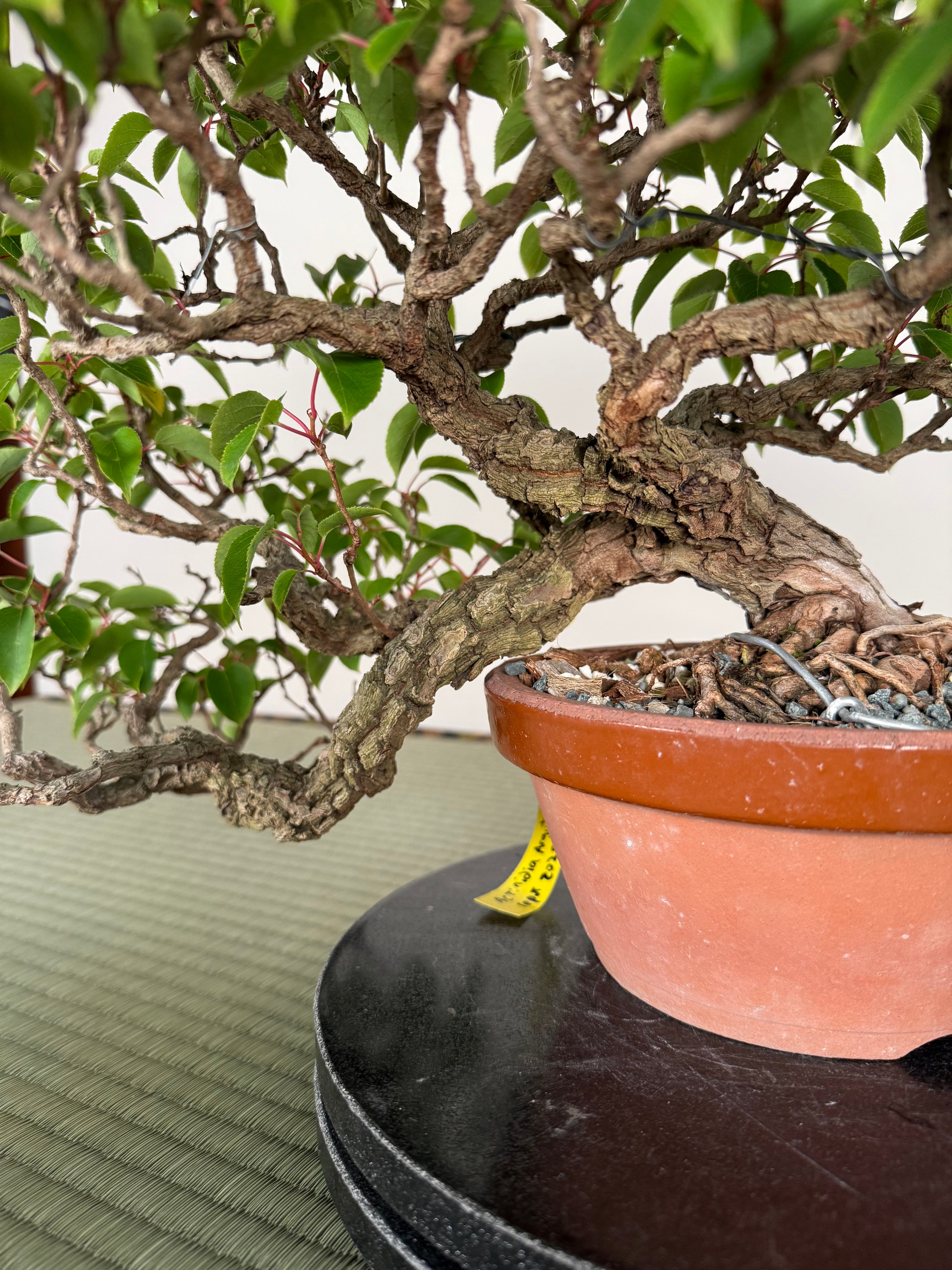 Actinidia arguta