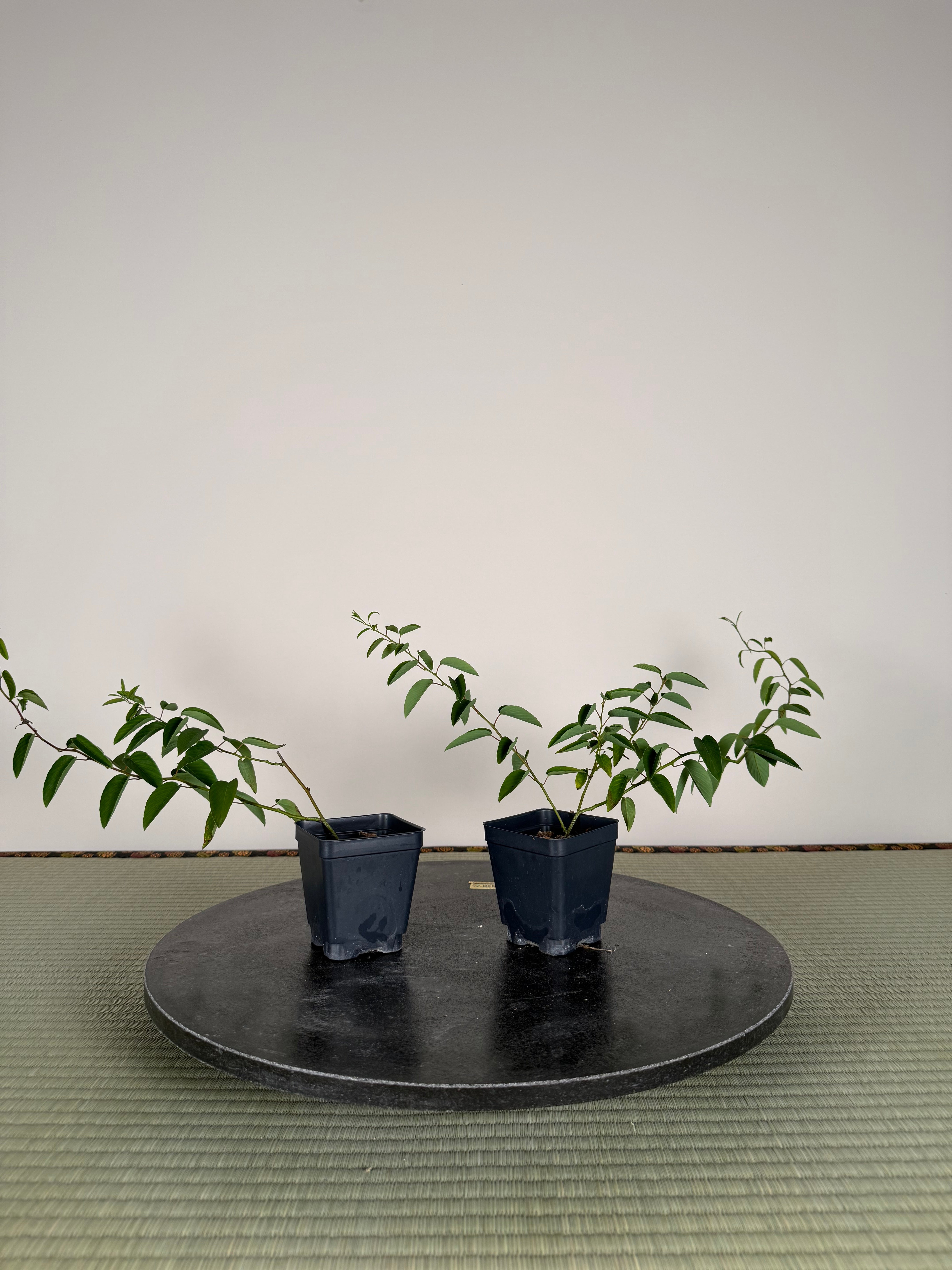 Berchemia racemosa (cuttings)