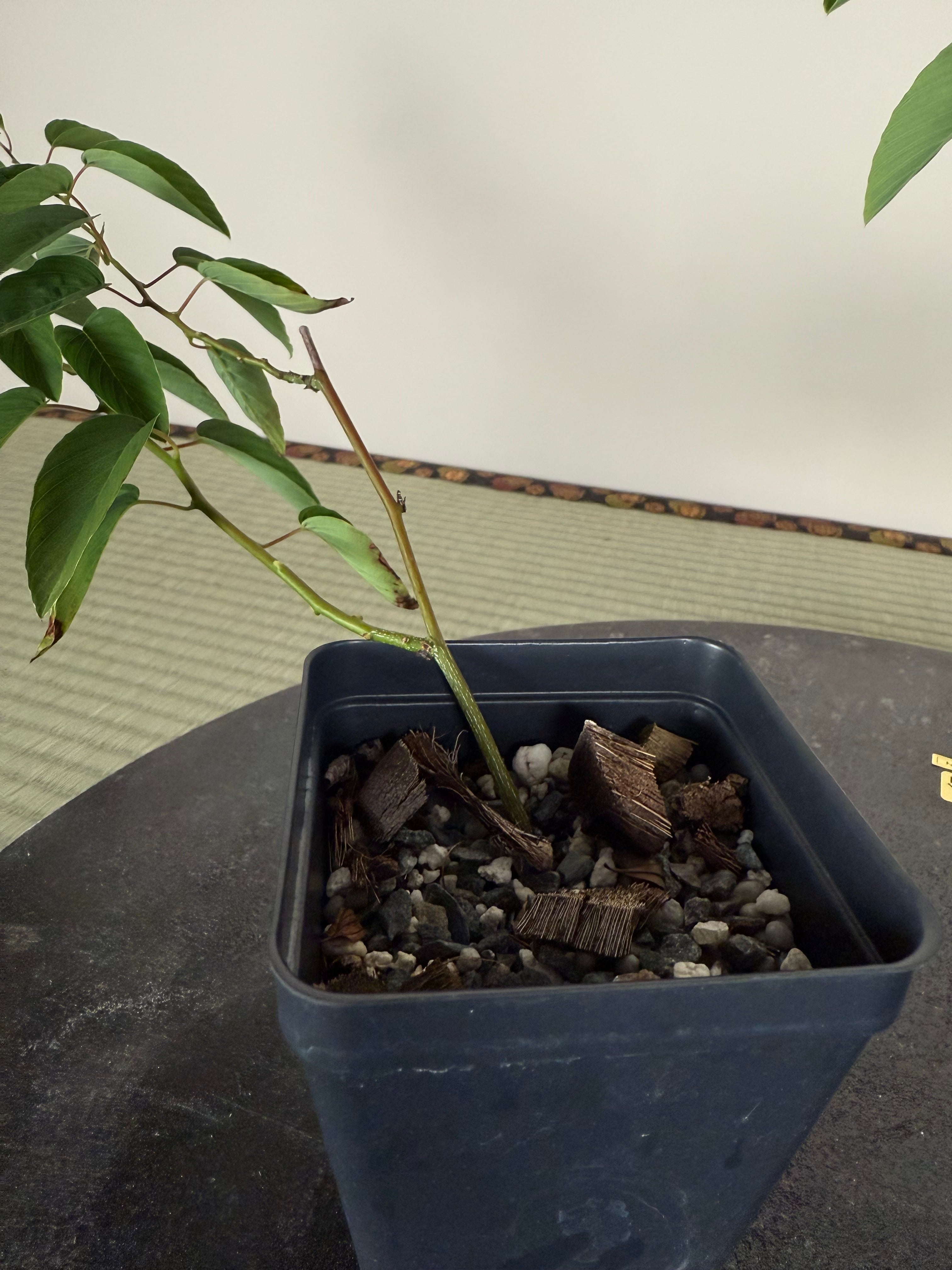Berchemia racemosa (cuttings)