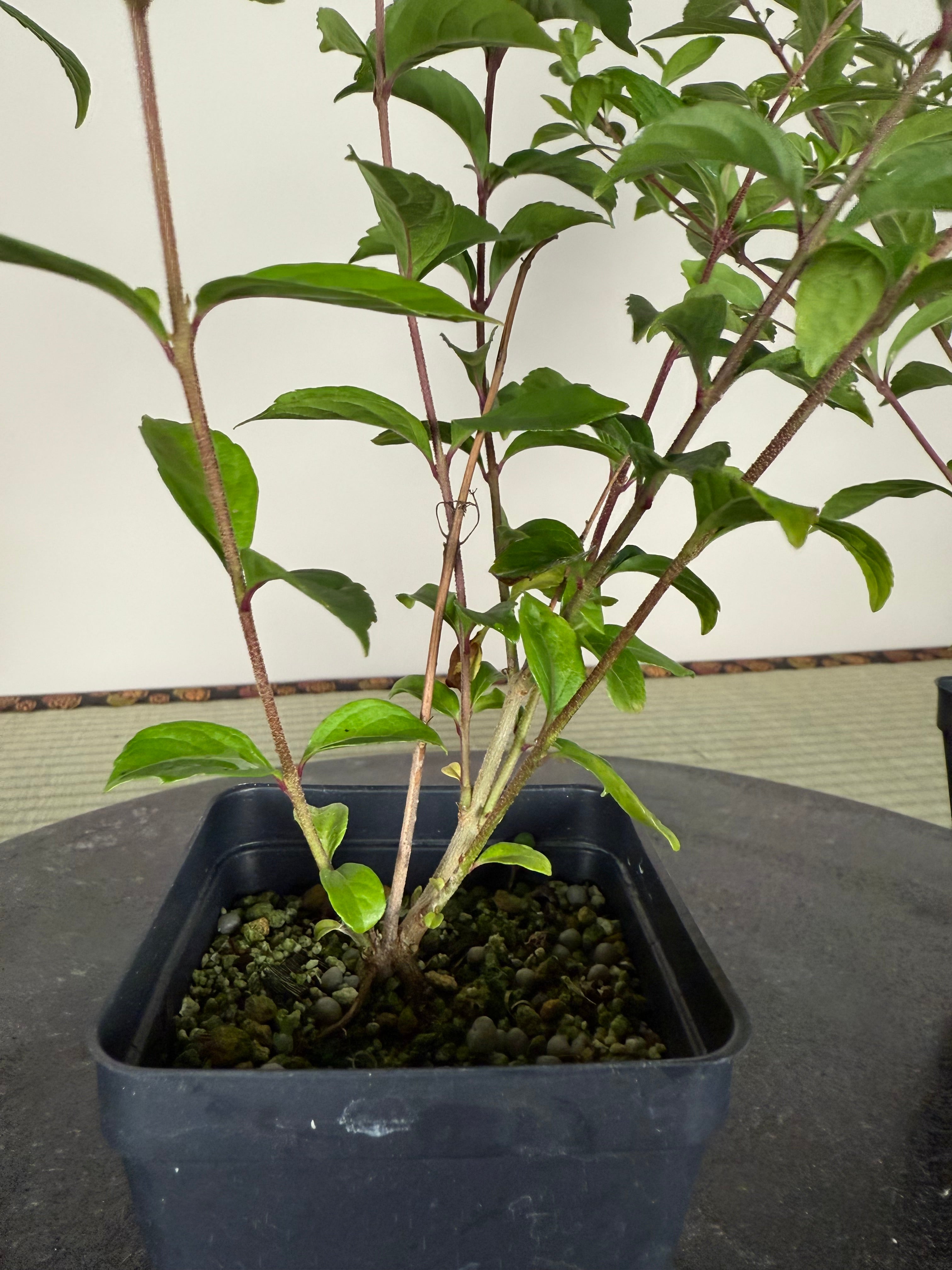 Callicarpa japonica (purple)