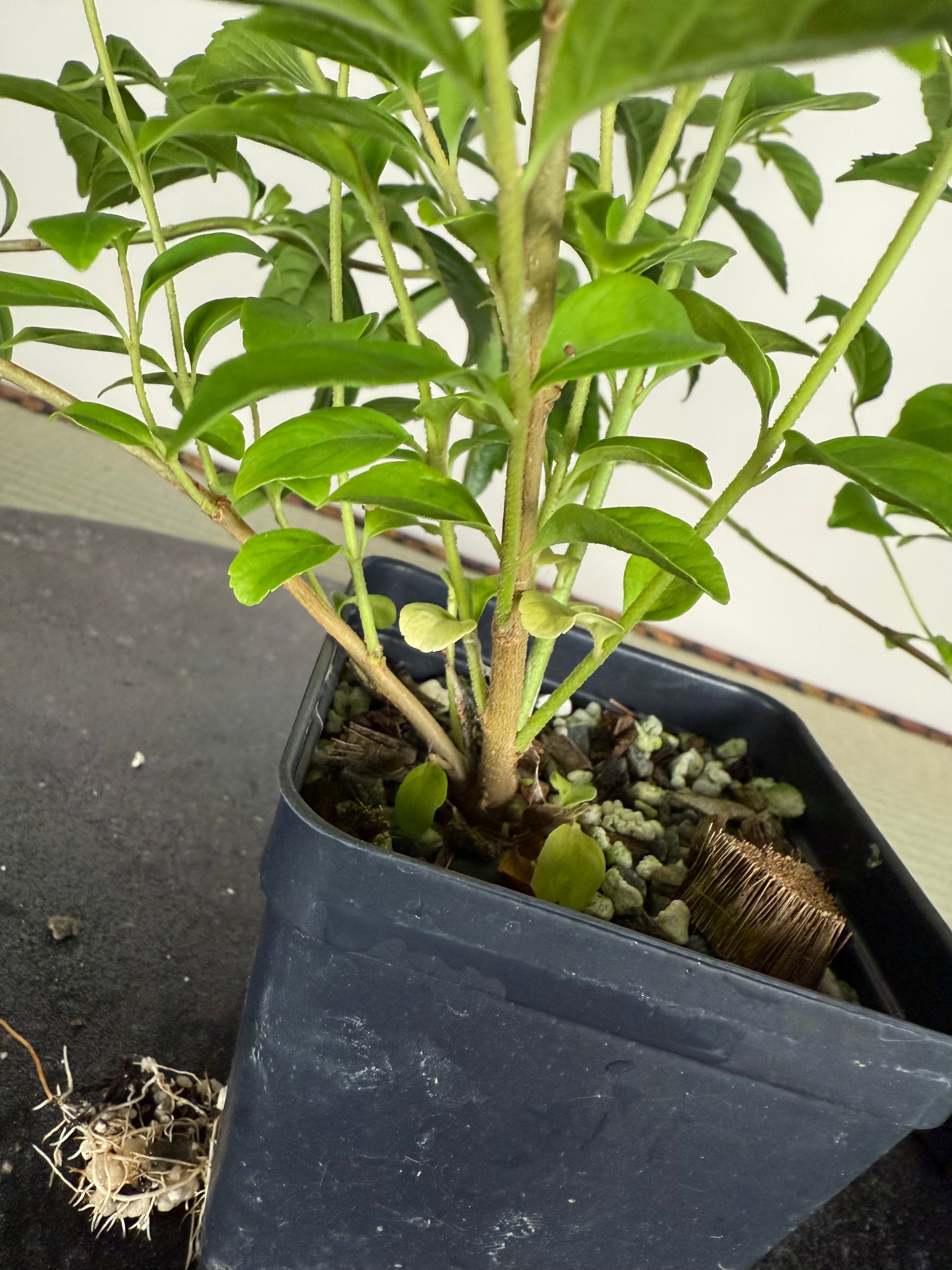 Callicarpa japonica (white)