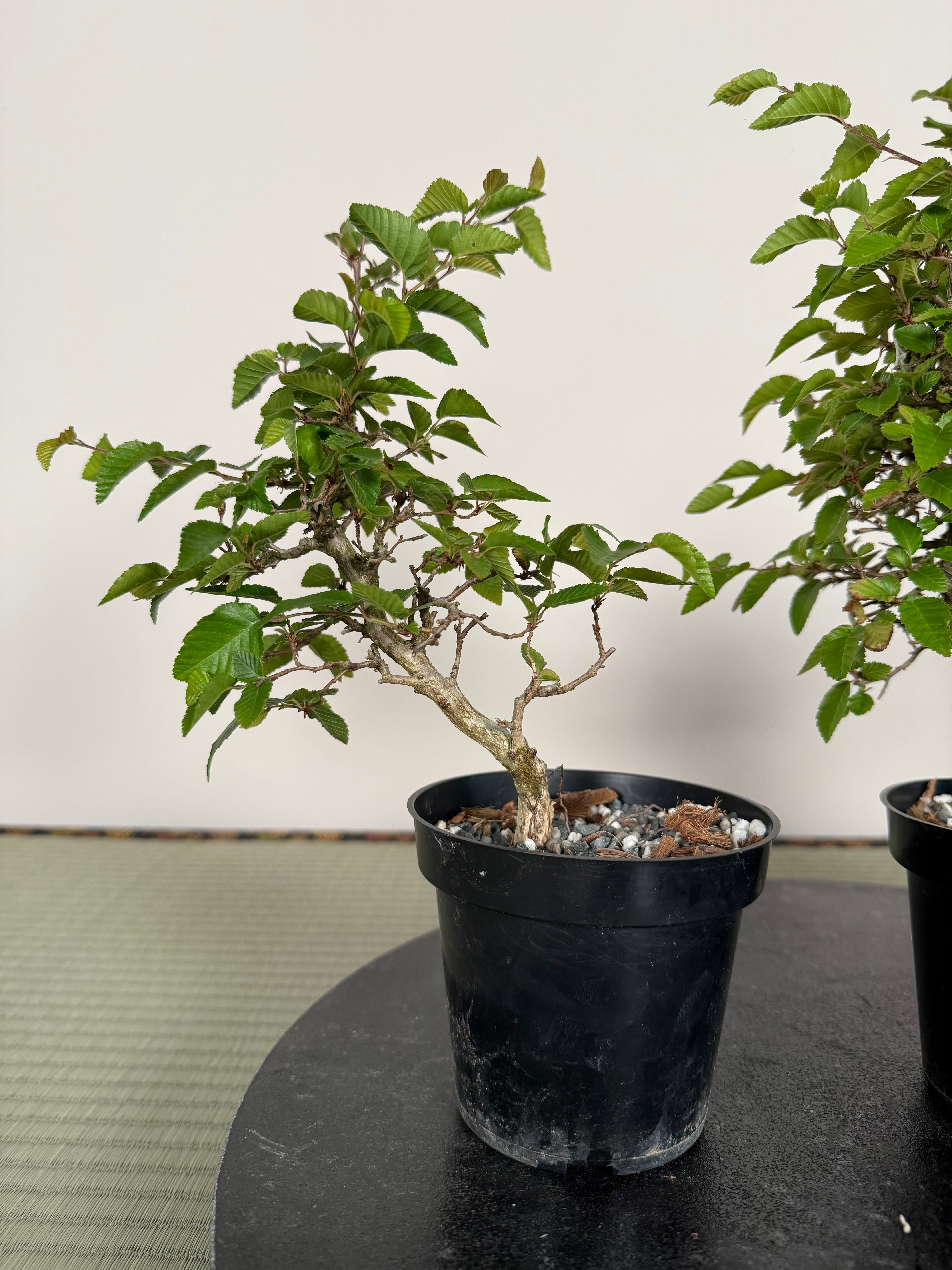 Carpinus turczaninowii