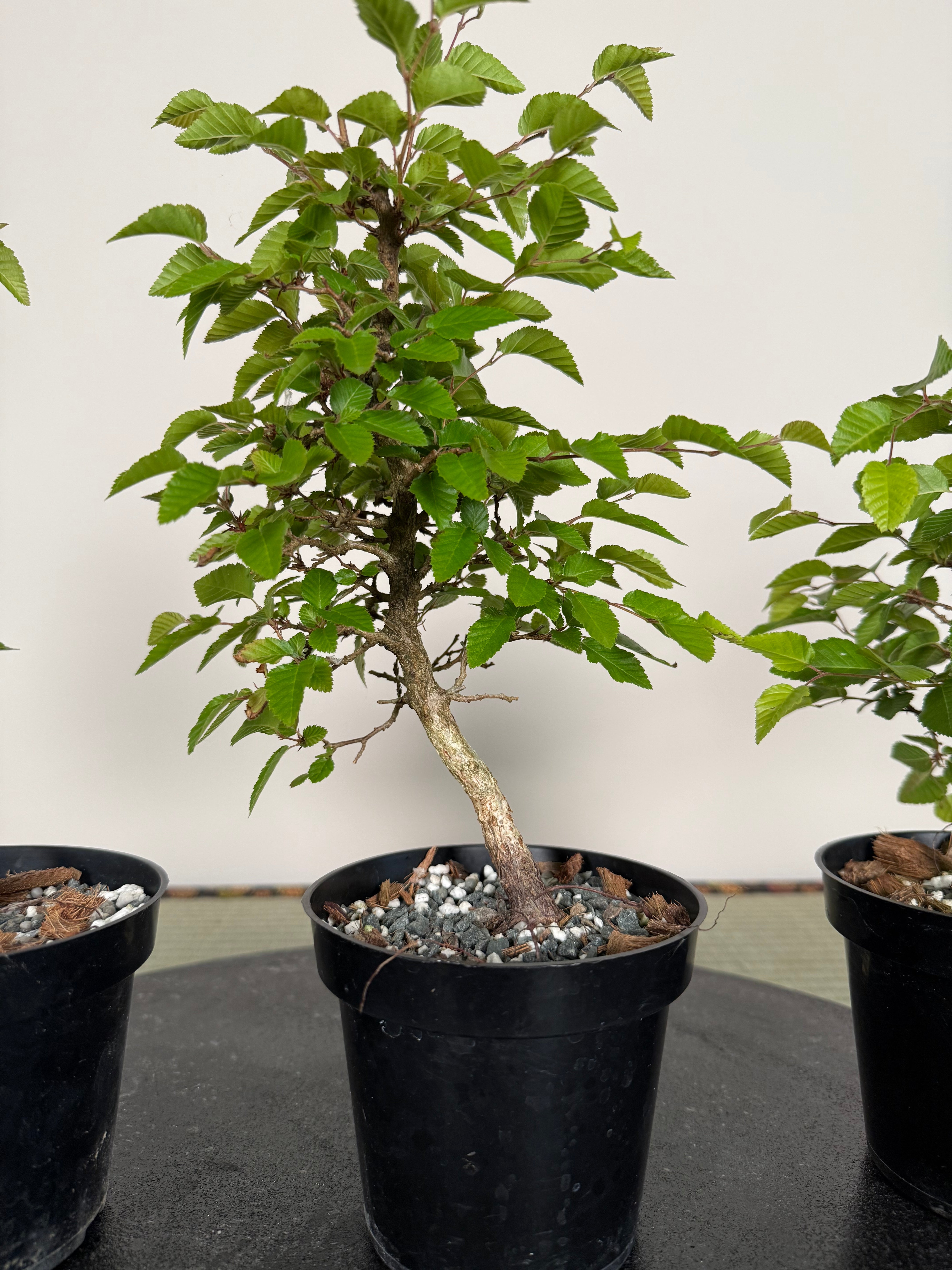 Carpinus turczaninowii