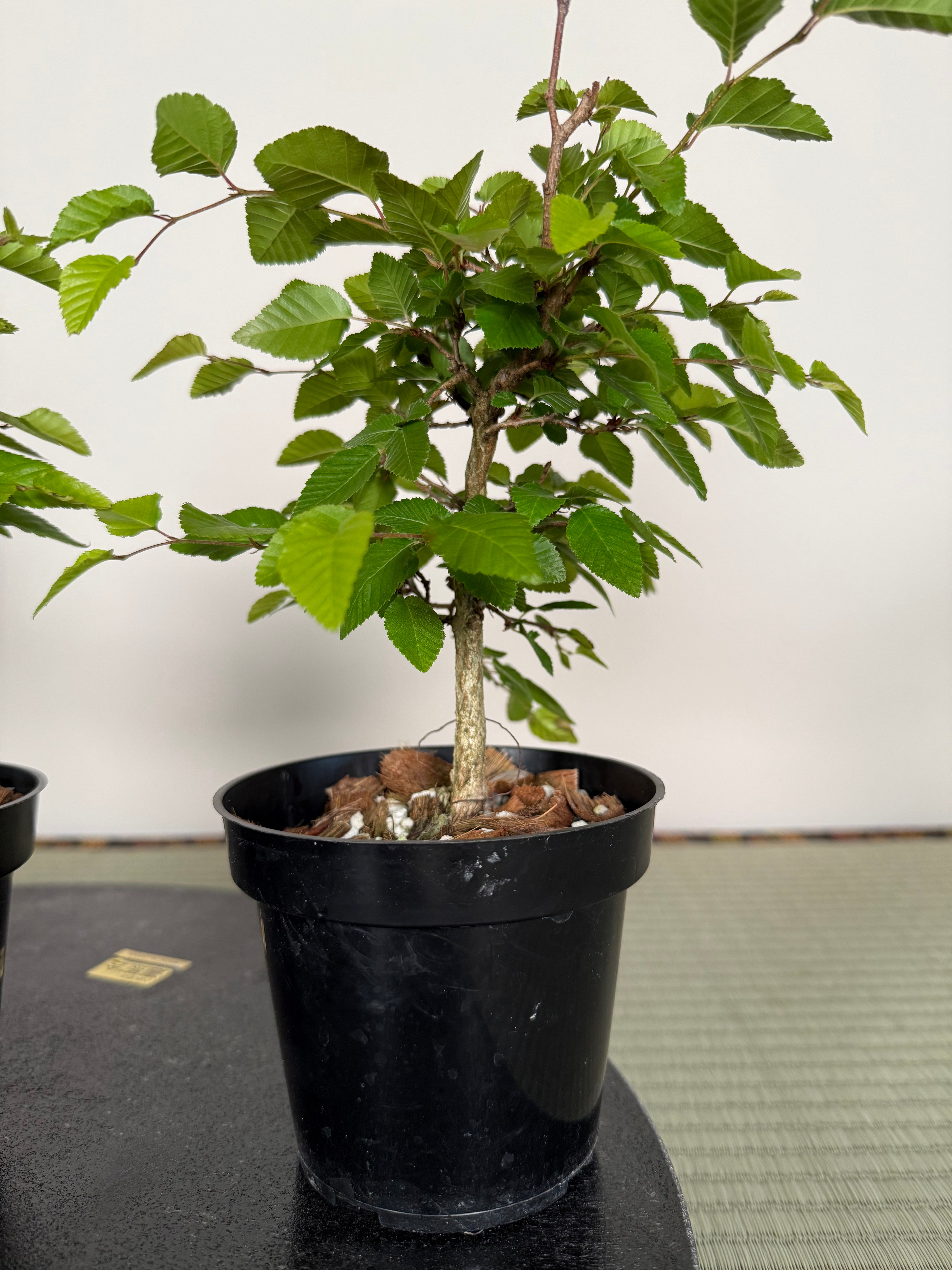 Carpinus turczaninowii