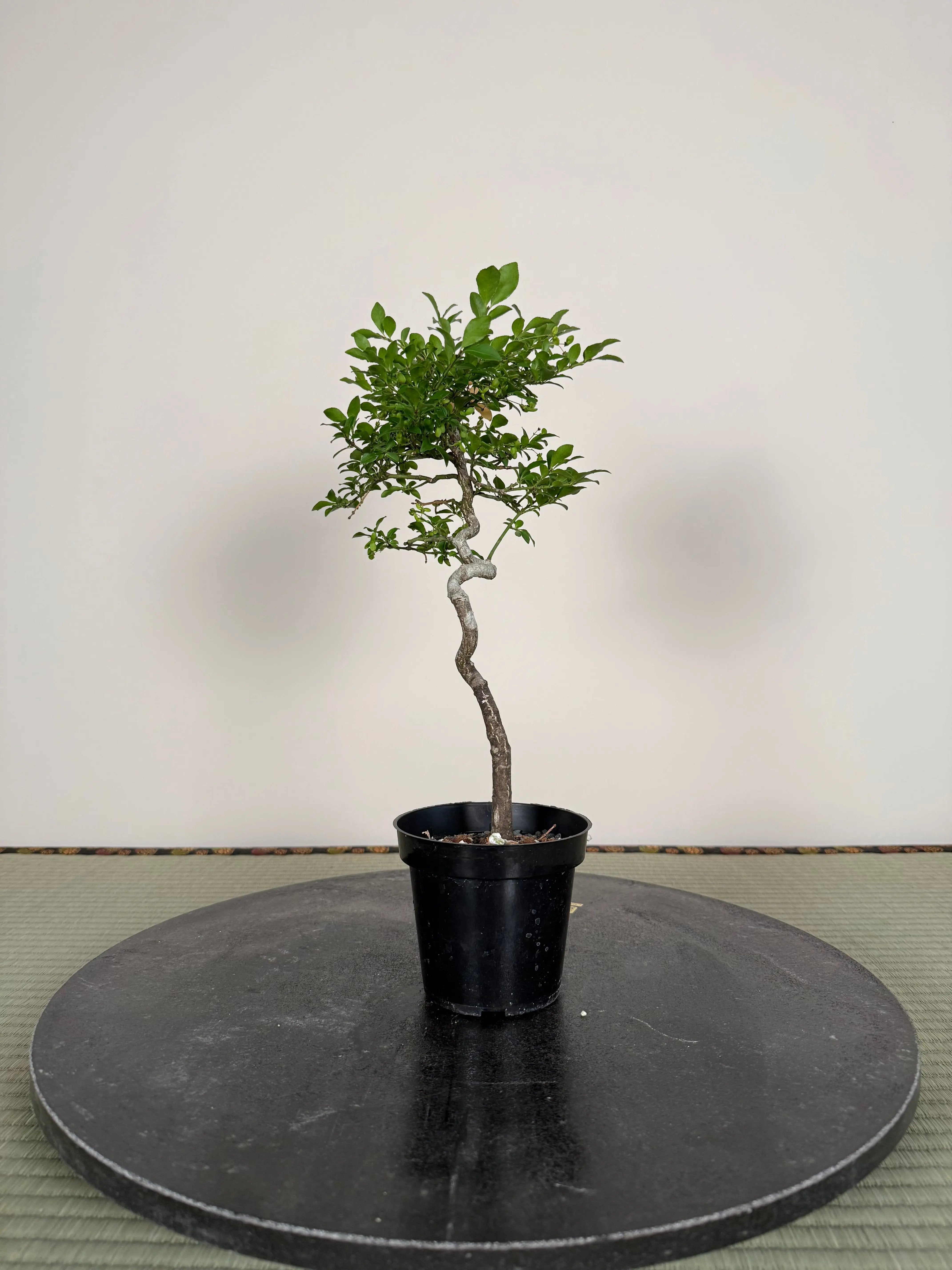Euonymus Canada Bonsai