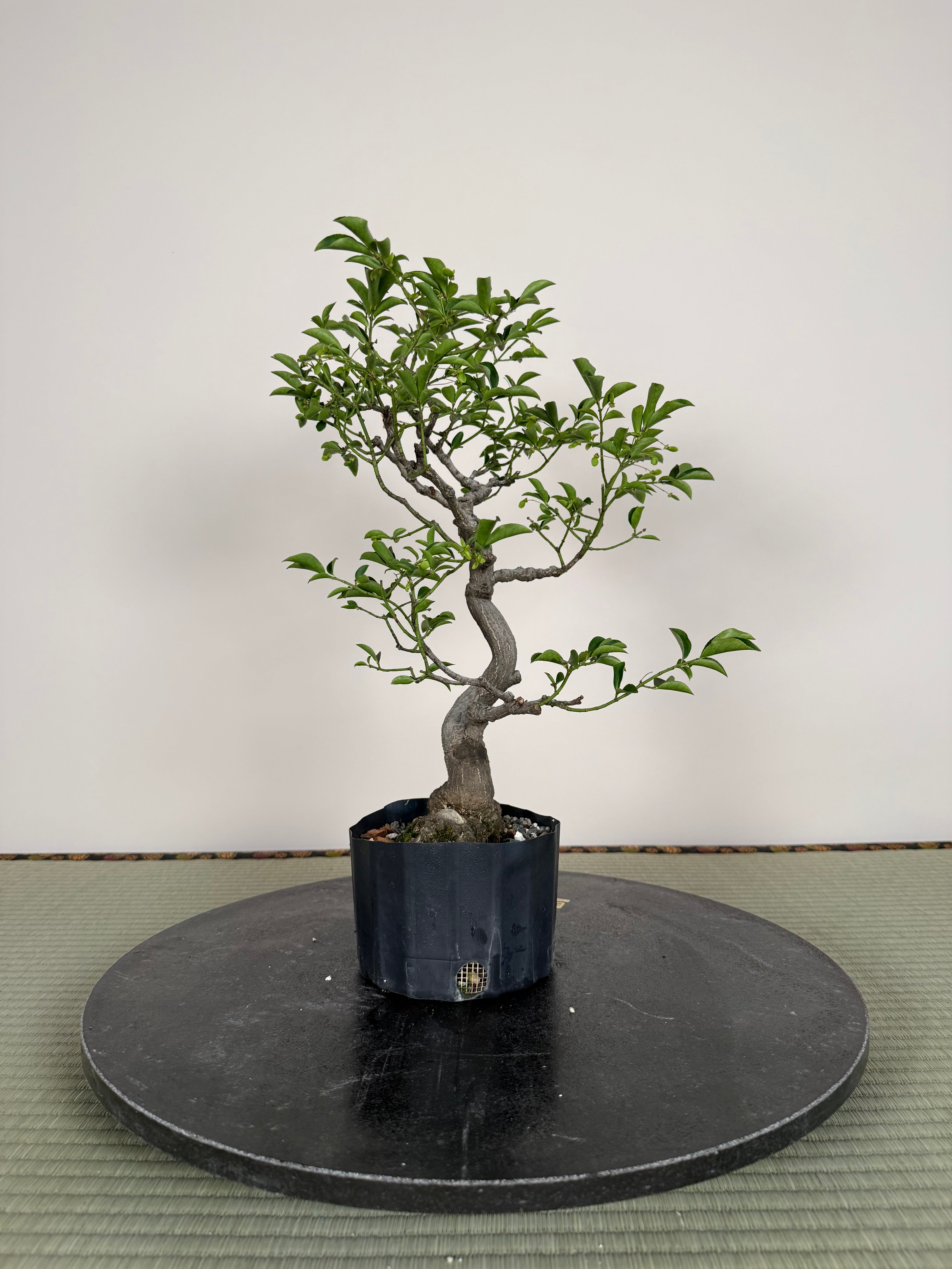 Euonymus