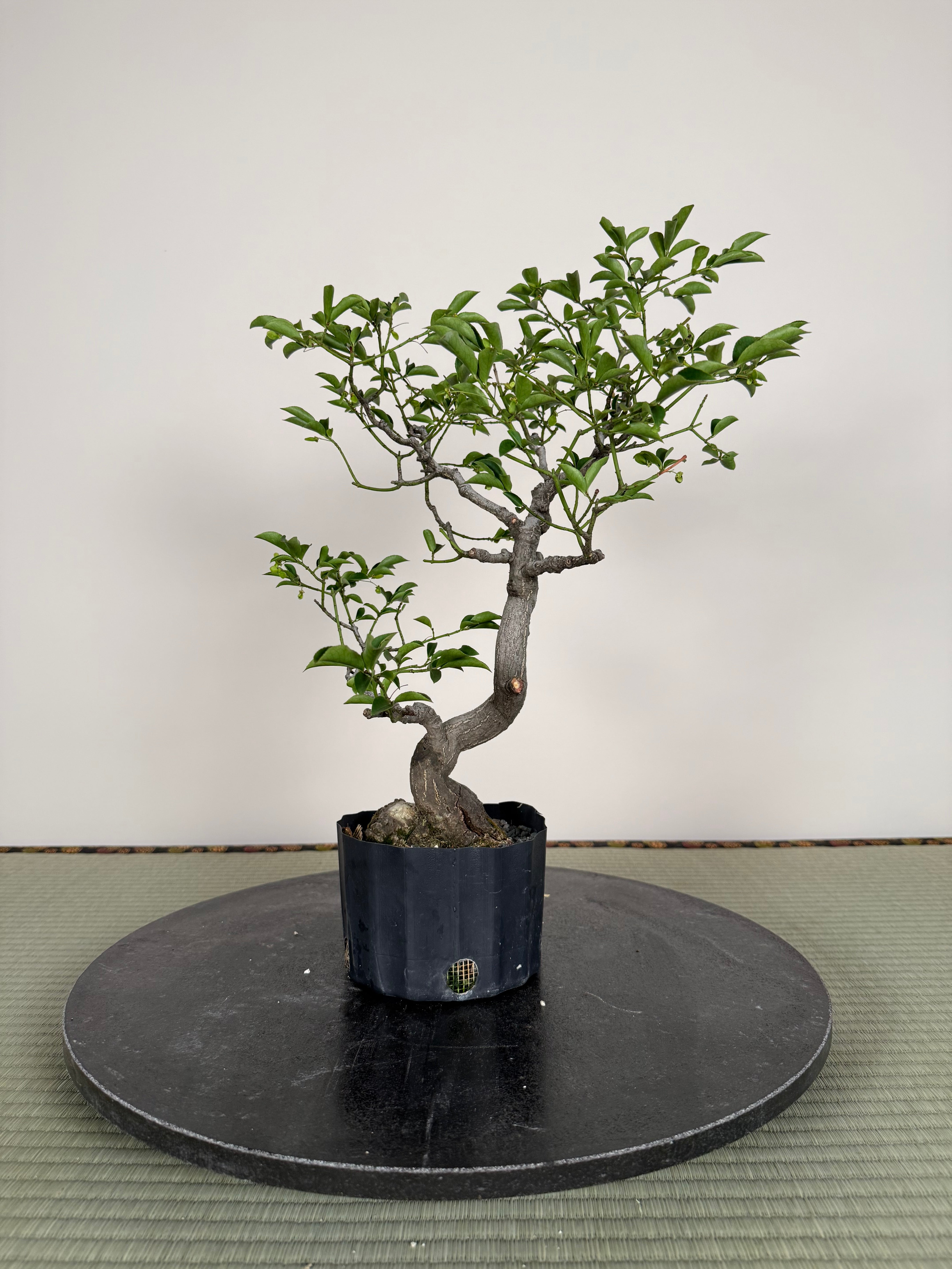 Euonymus
