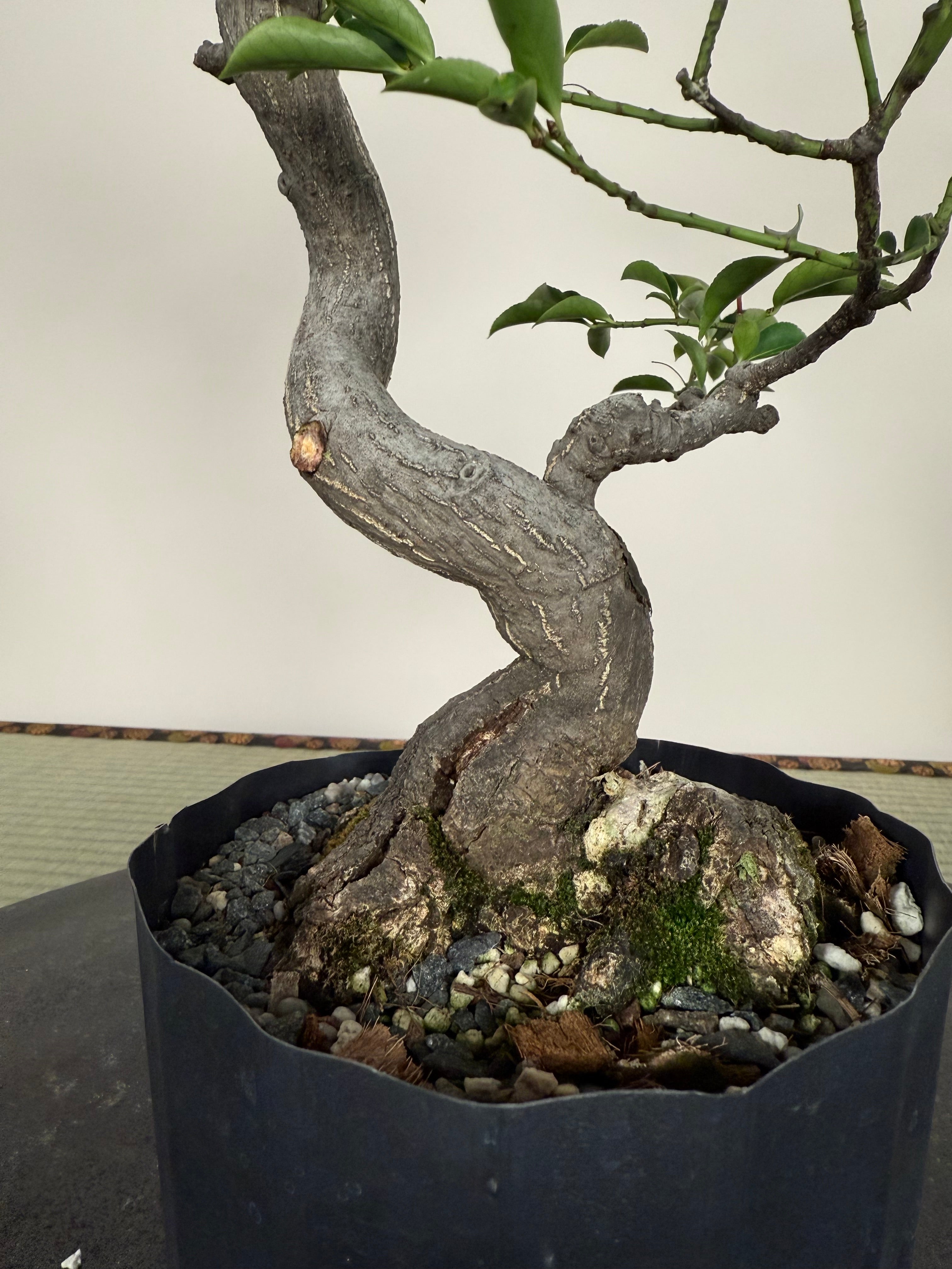 Euonymus
