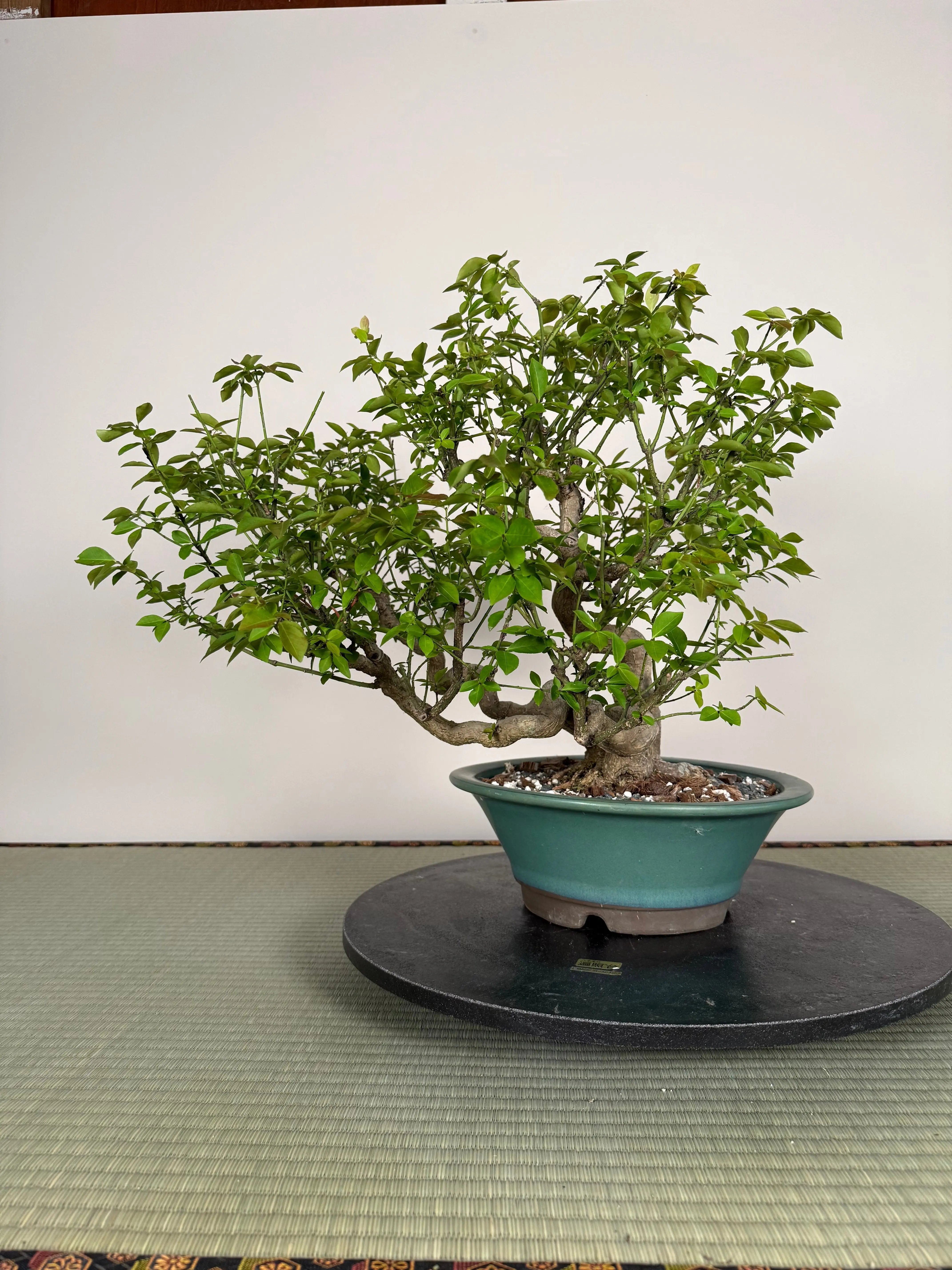 Euonymus Canada Bonsai