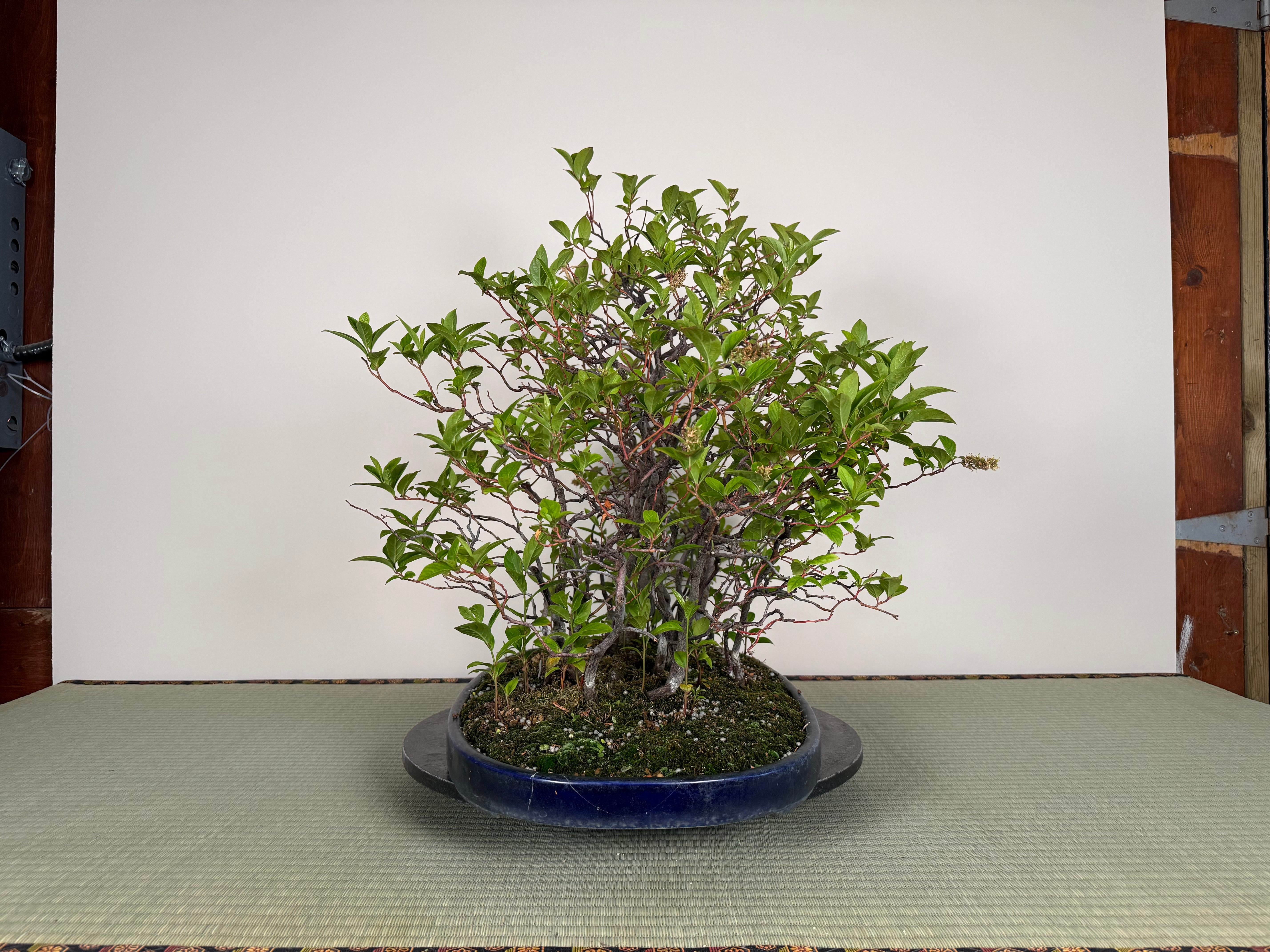 Itea japonica