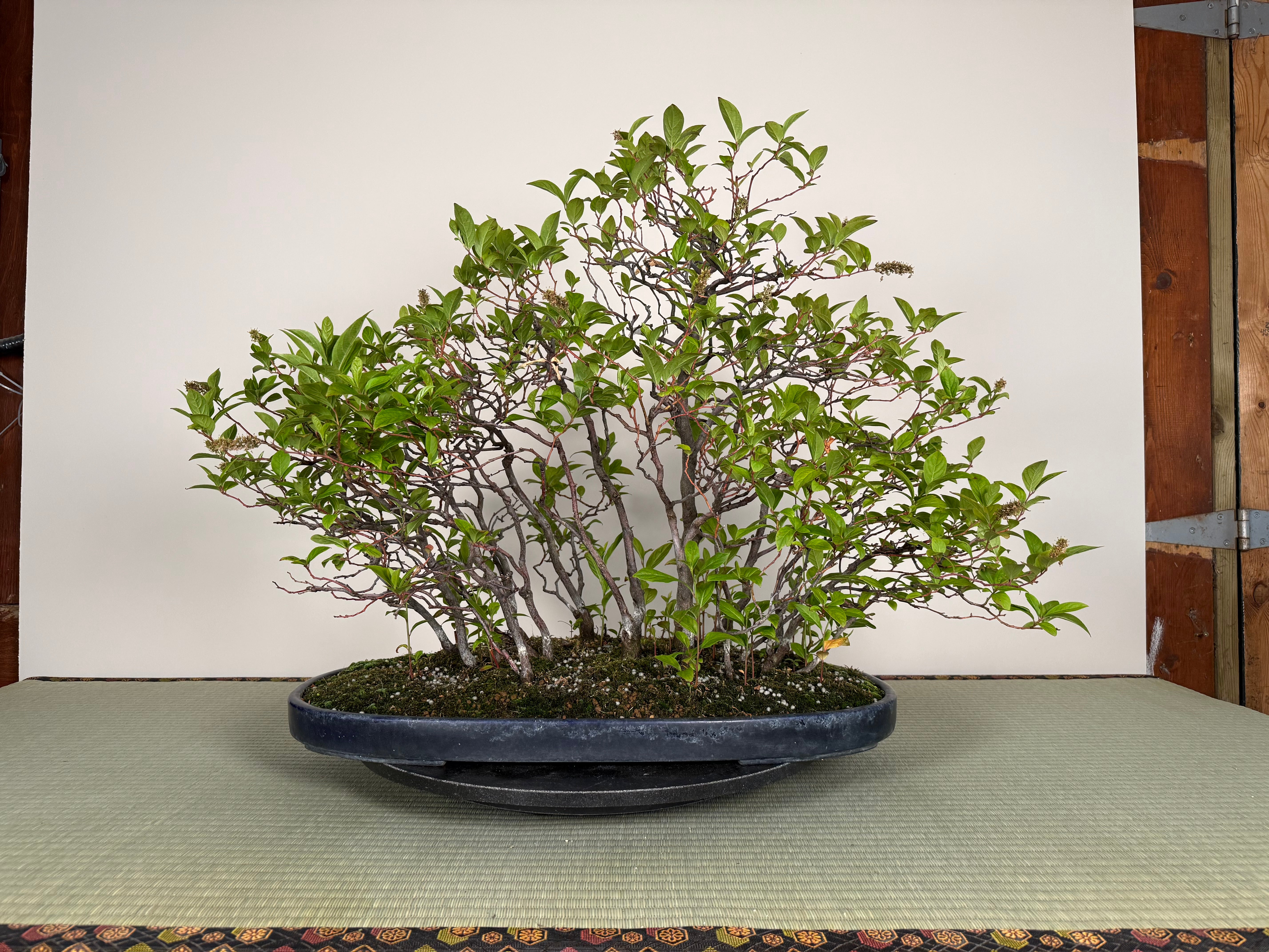 Itea japonica