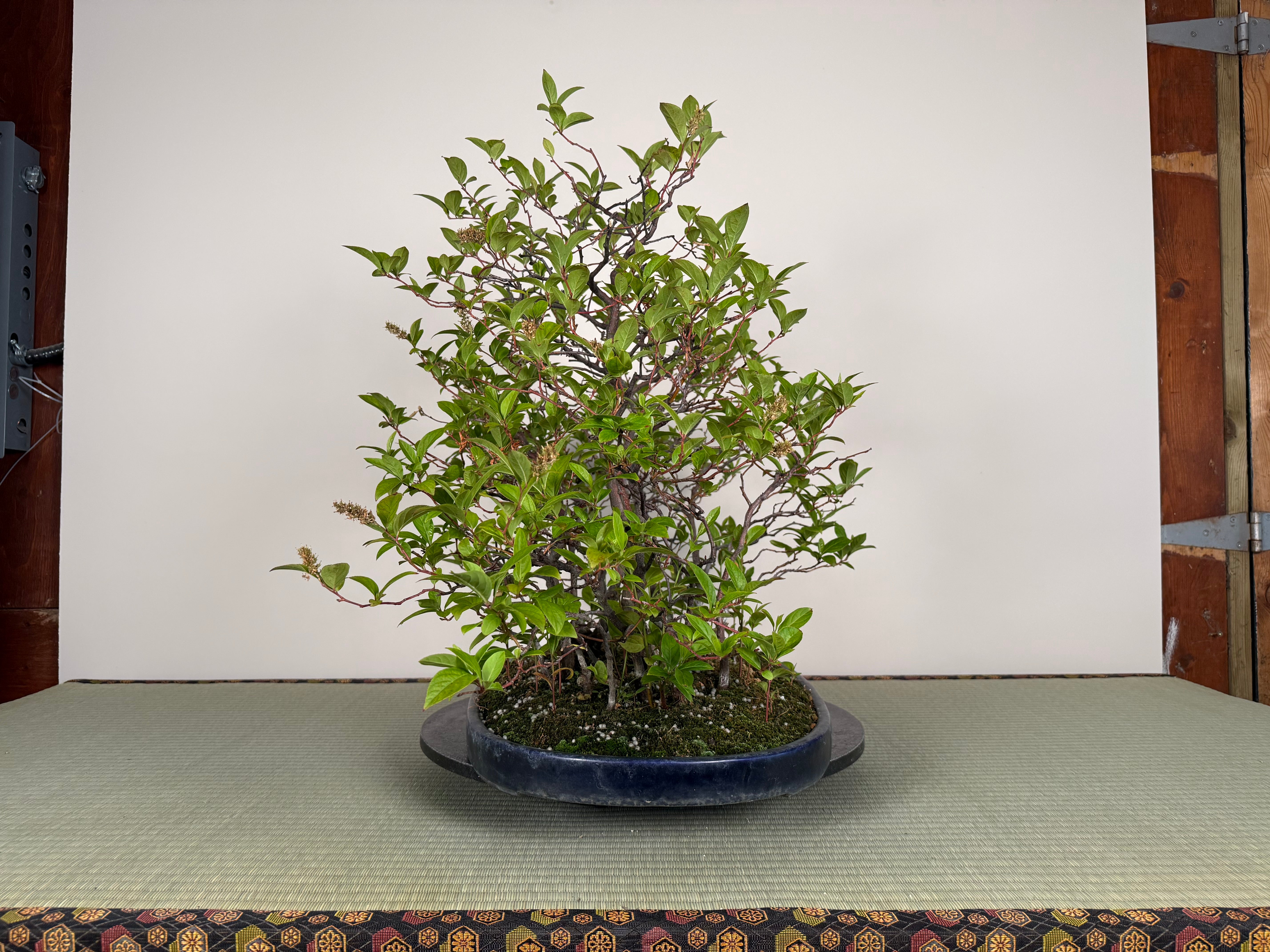 Itea japonica