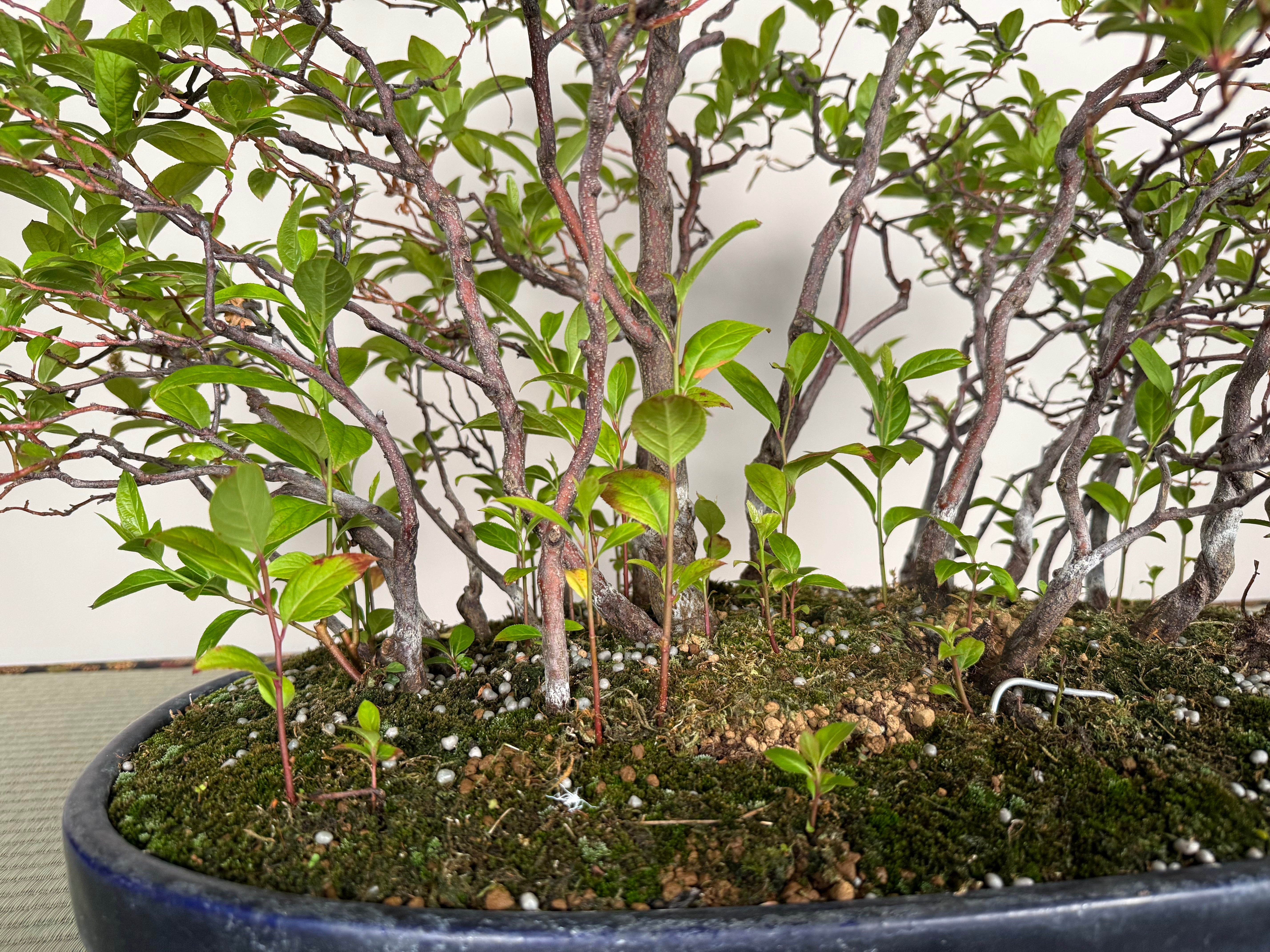Itea japonica