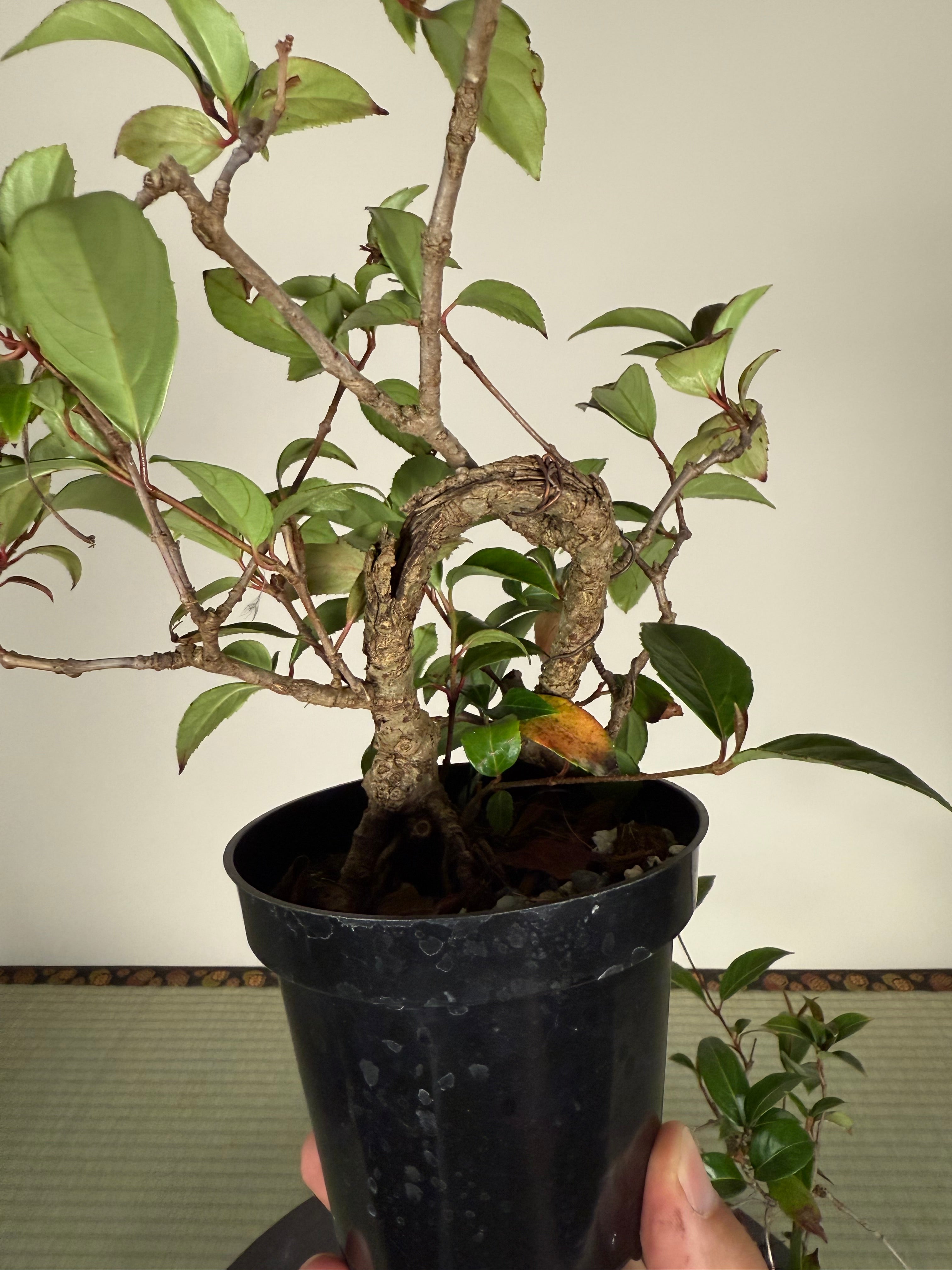 Kadsura japonica