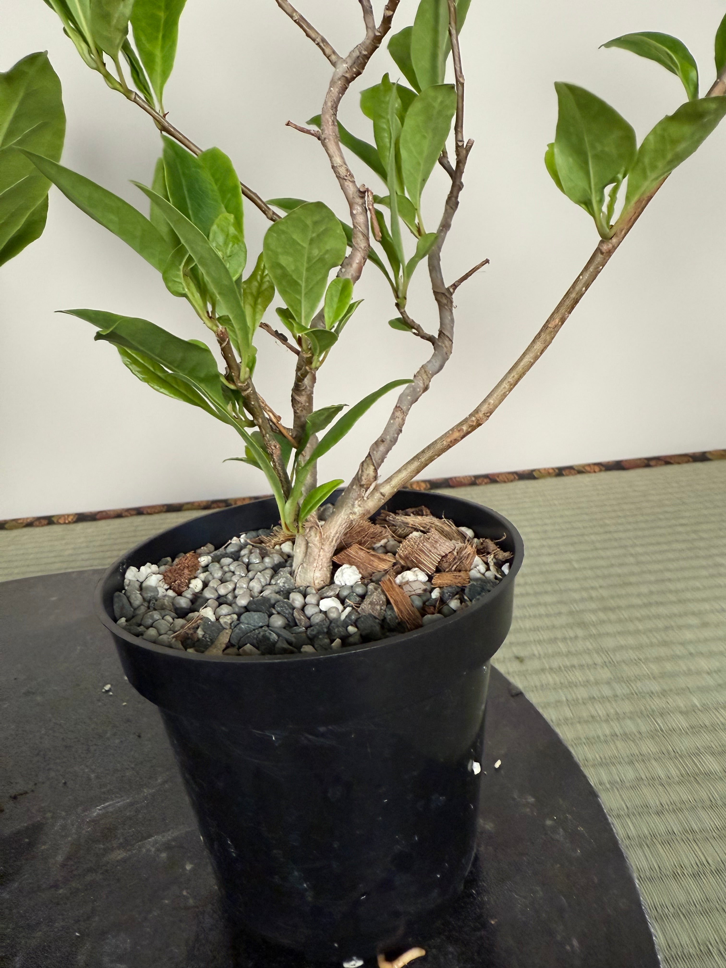 Magnolia