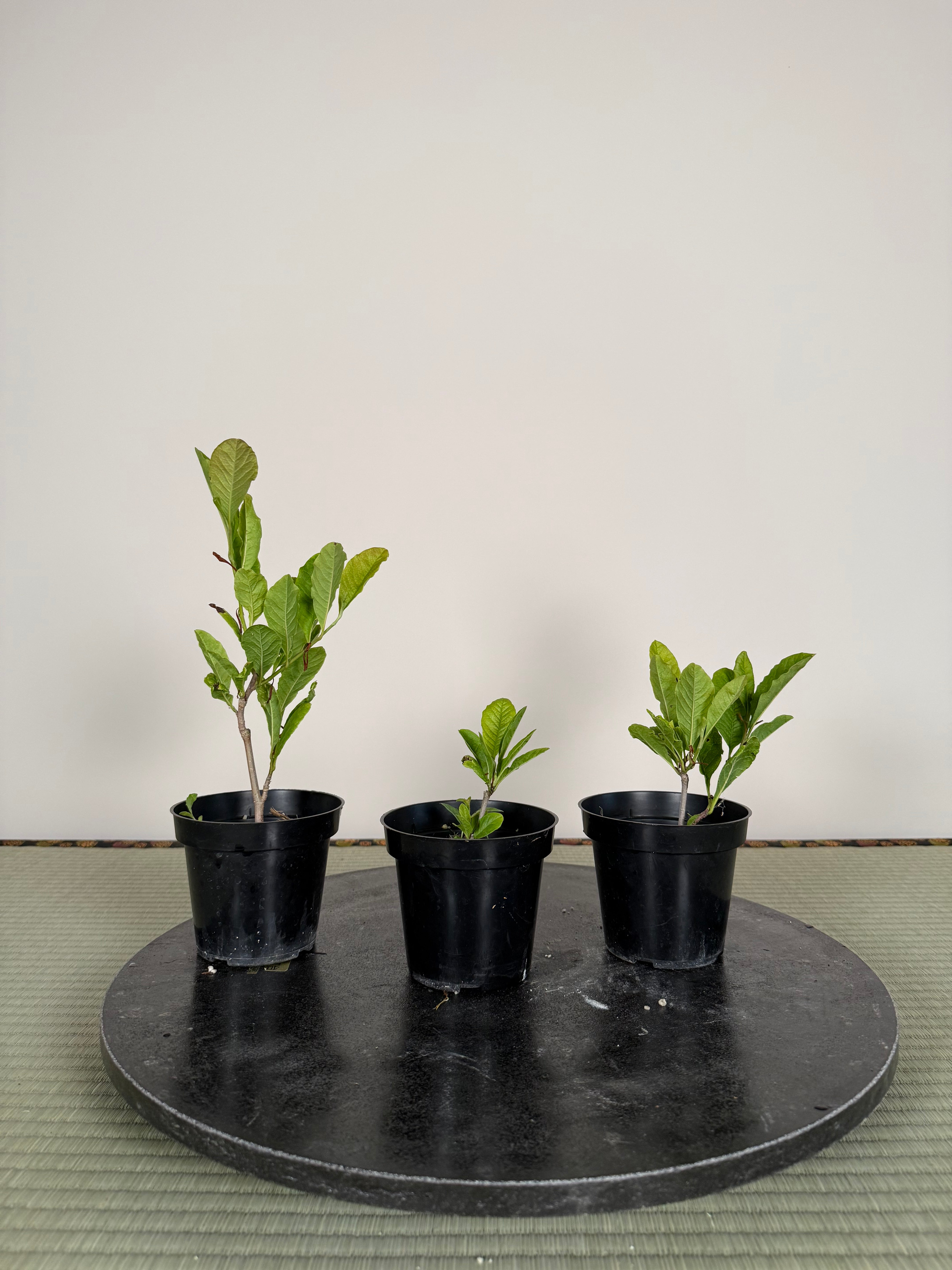 Magnolia kobus (dwarf)