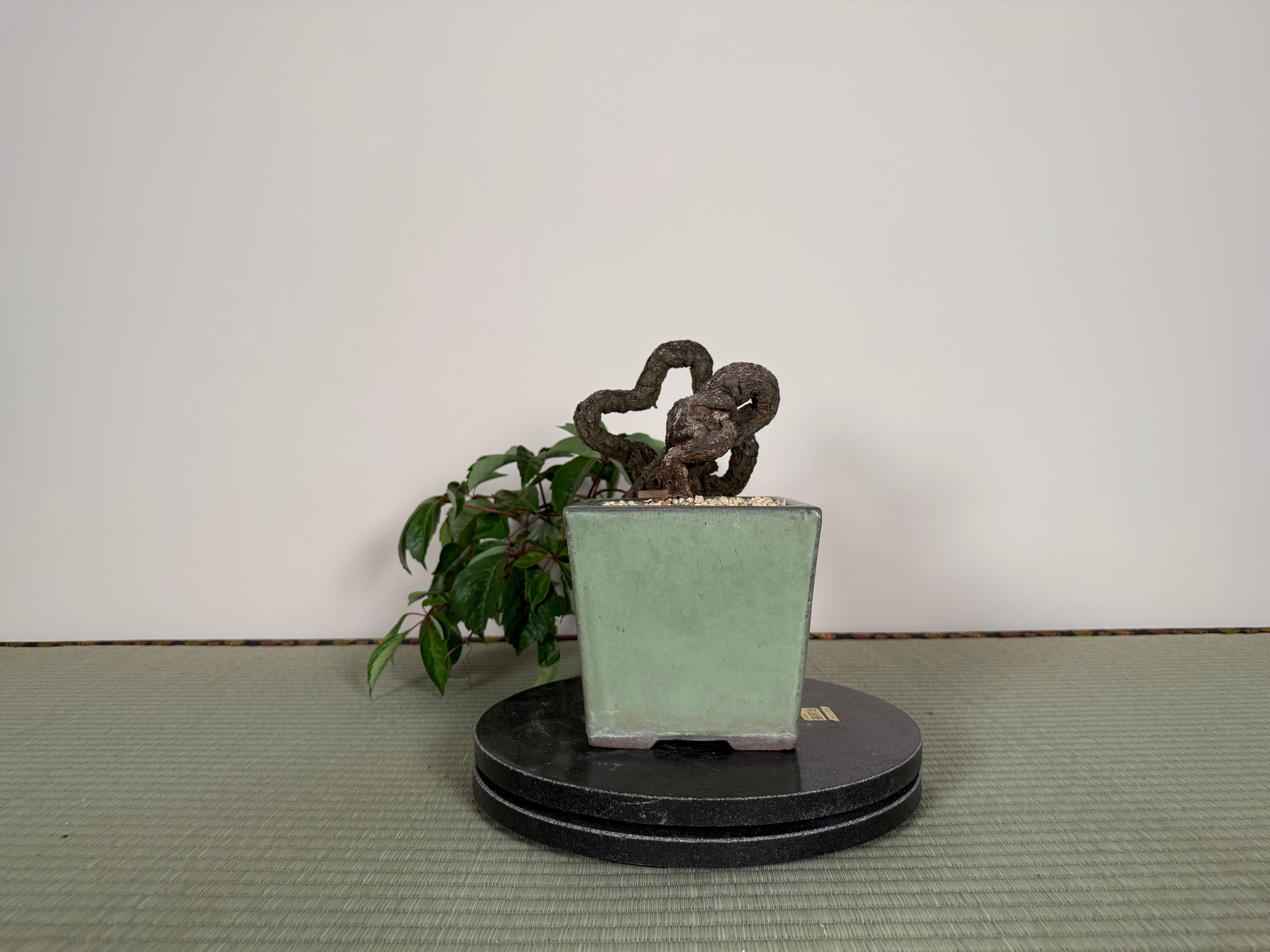 Parthenocissus quinquefolia (Antique pot)