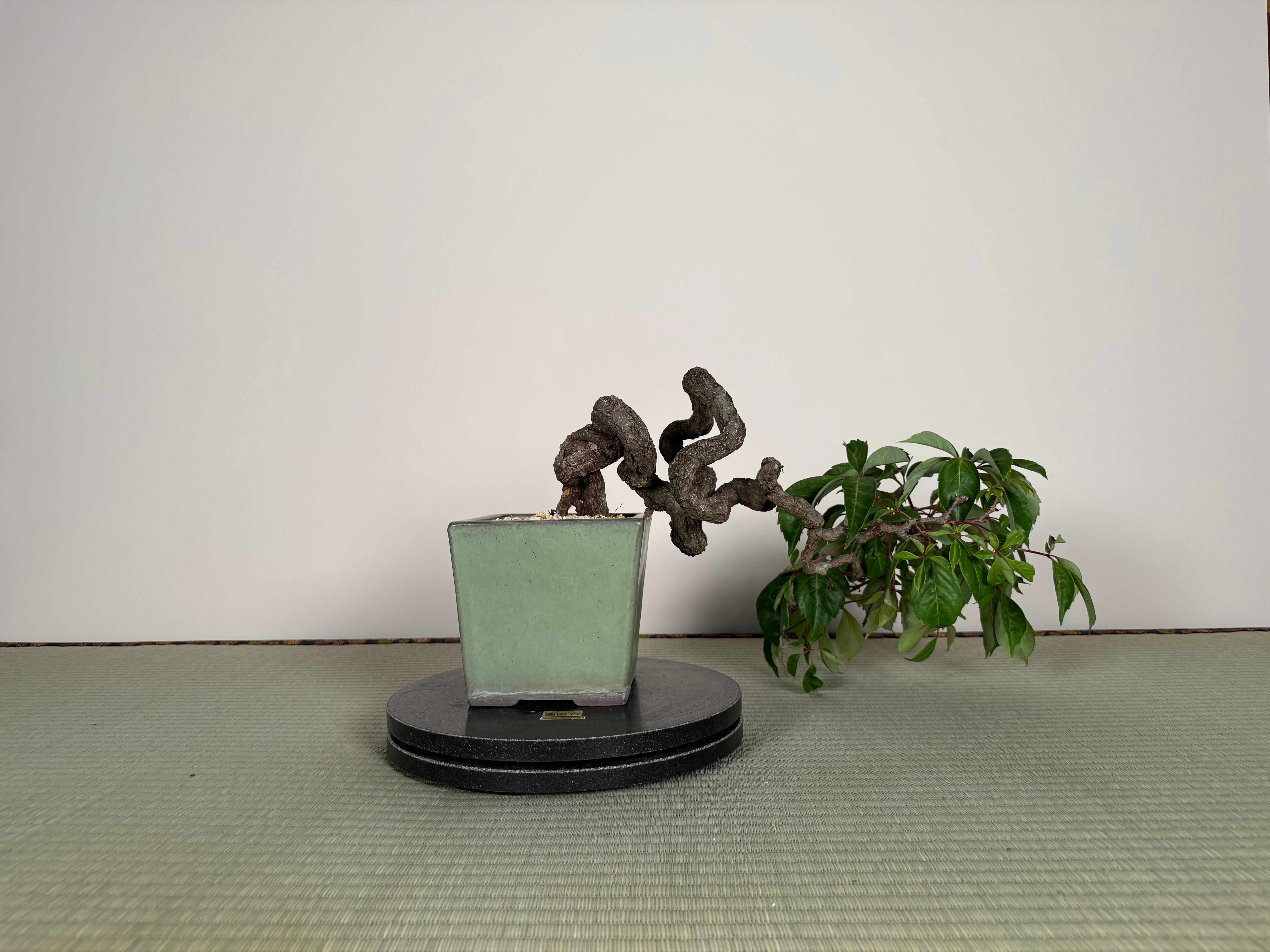 Parthenocissus quinquefolia (Antique pot)