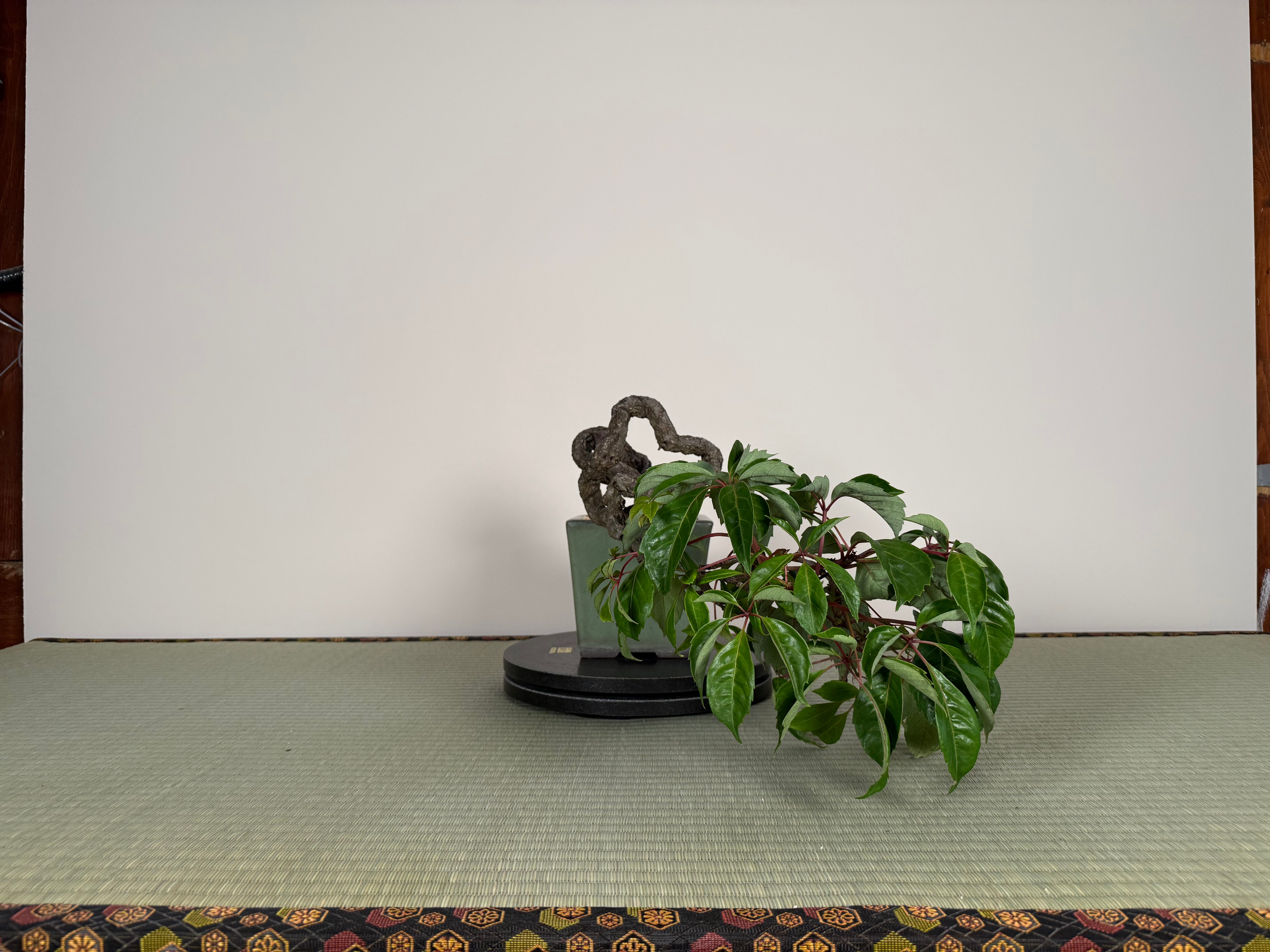 Parthenocissus quinquefolia (Antique pot)