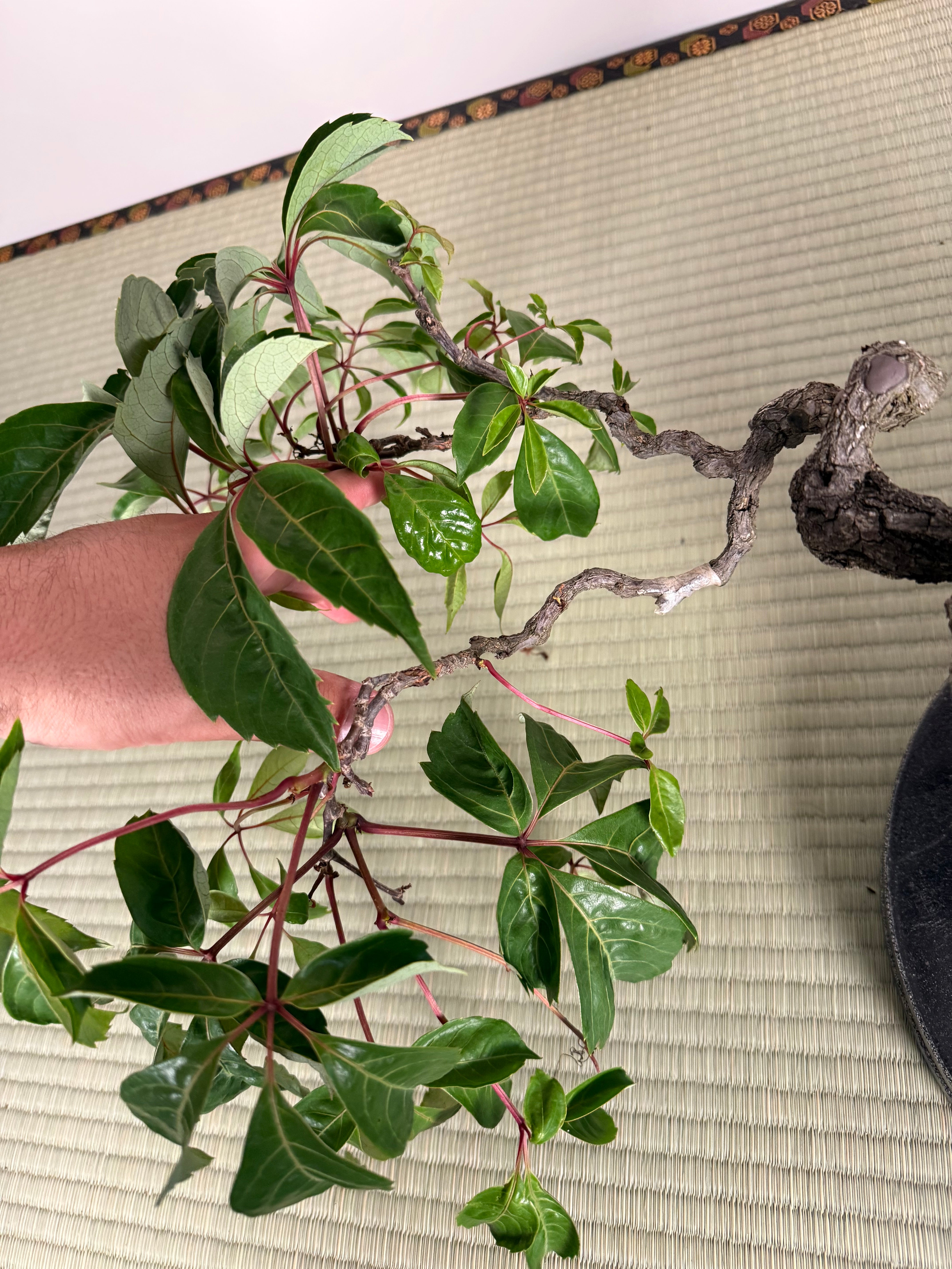 Parthenocissus quinquefolia (Antique pot)