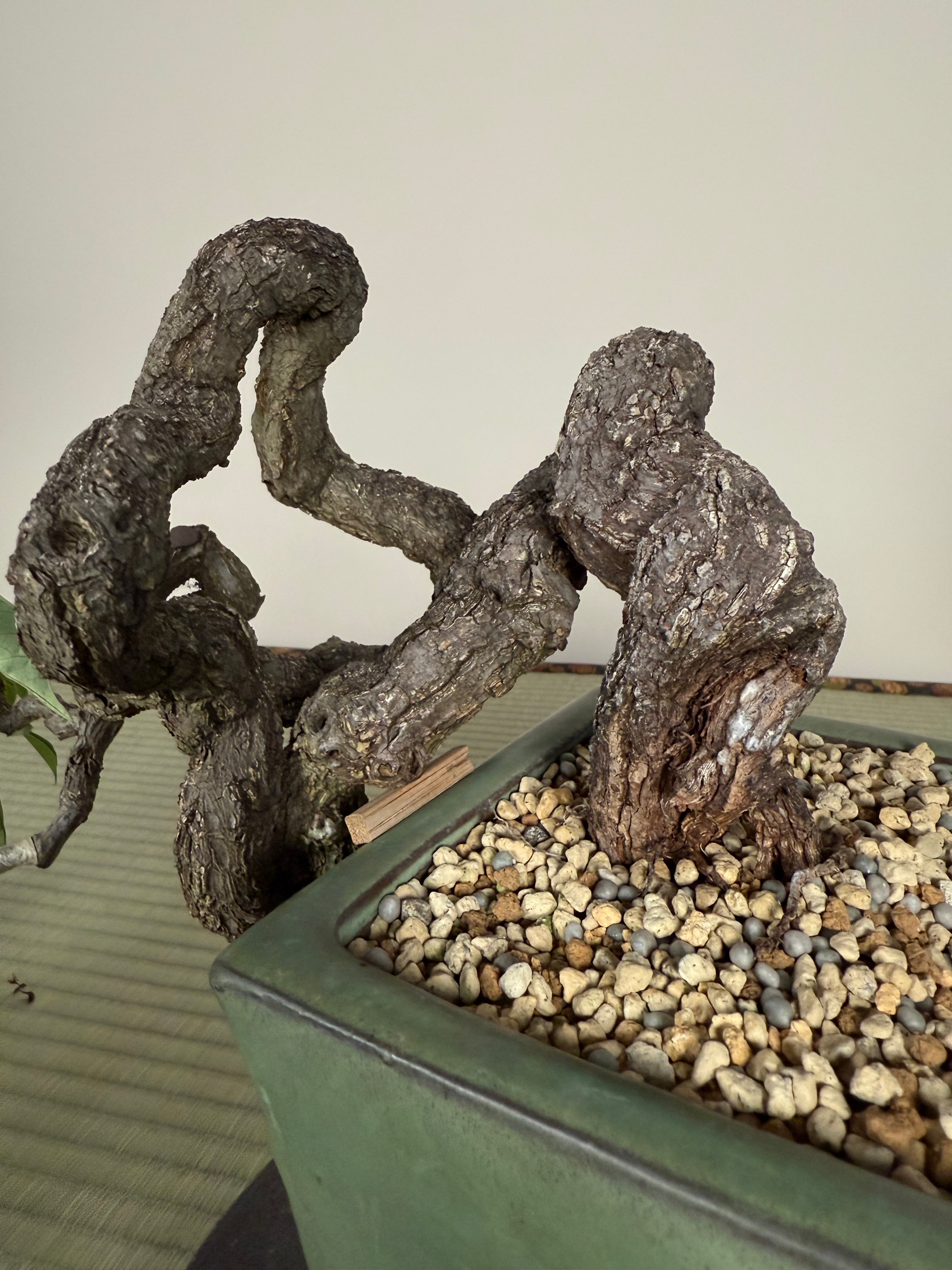 Parthenocissus quinquefolia (Antique pot)