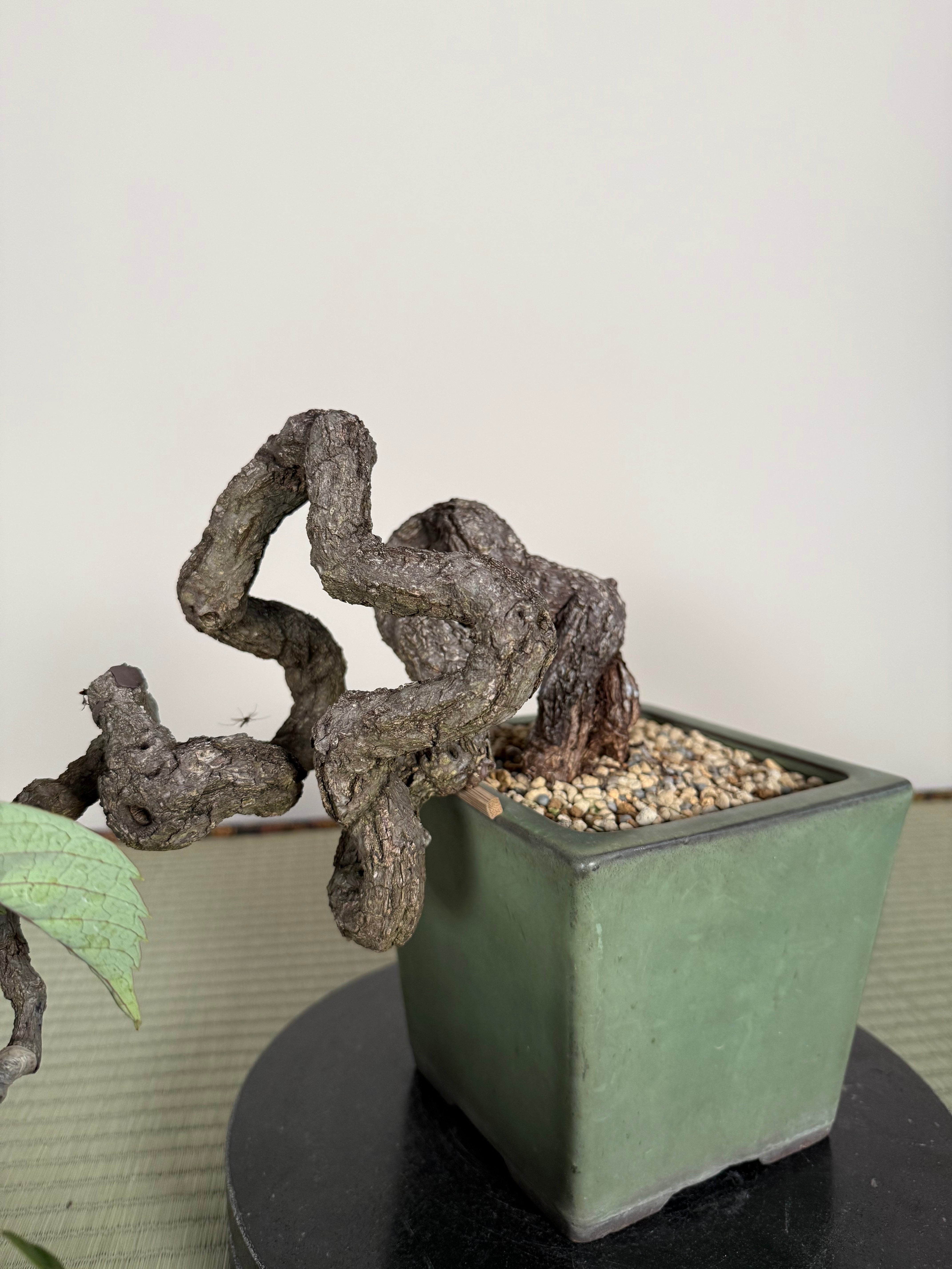 Parthenocissus quinquefolia (Antique pot)