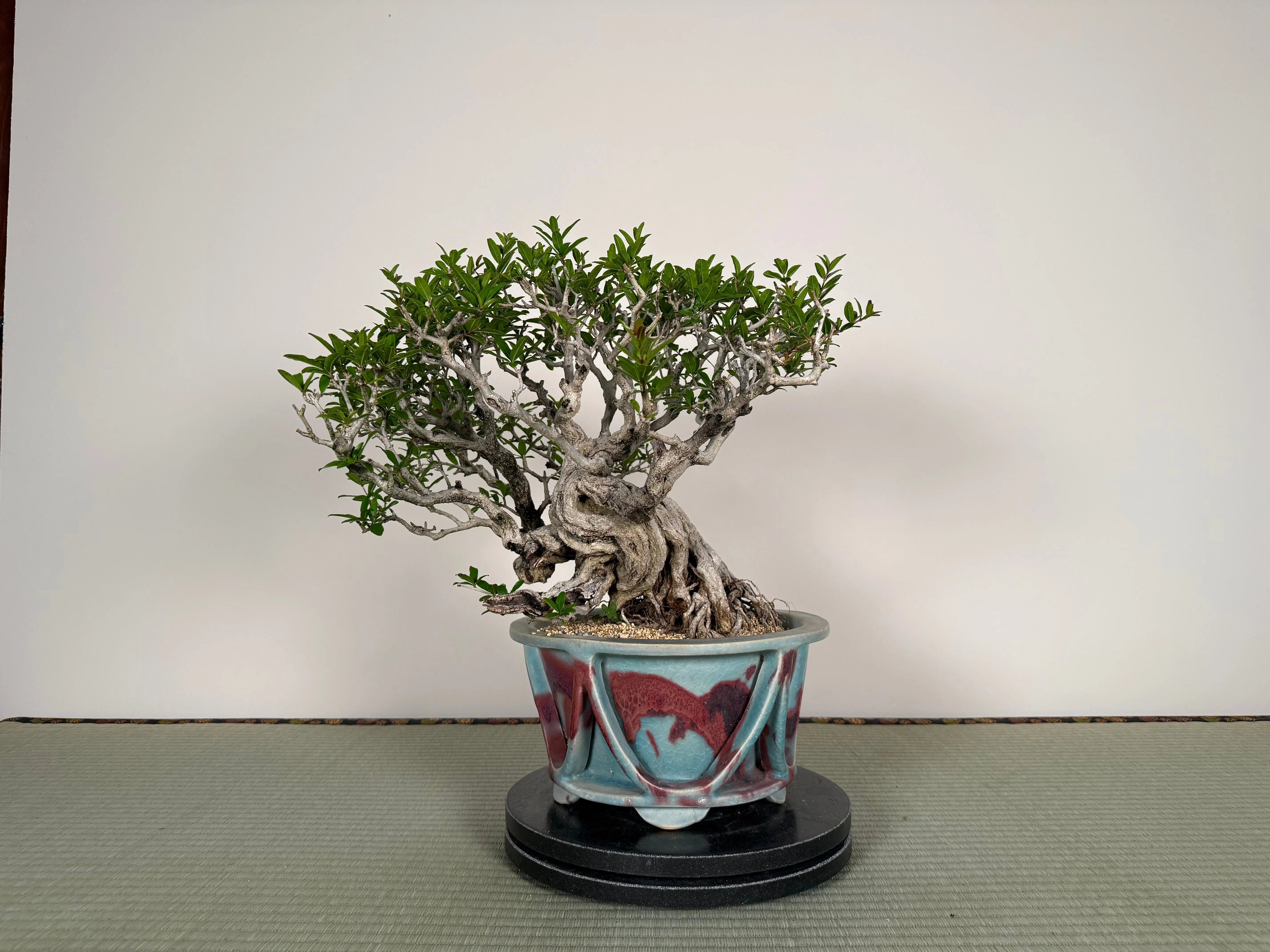 Punica granatum 25th Anniversary Gafu-ten Canada Bonsai
