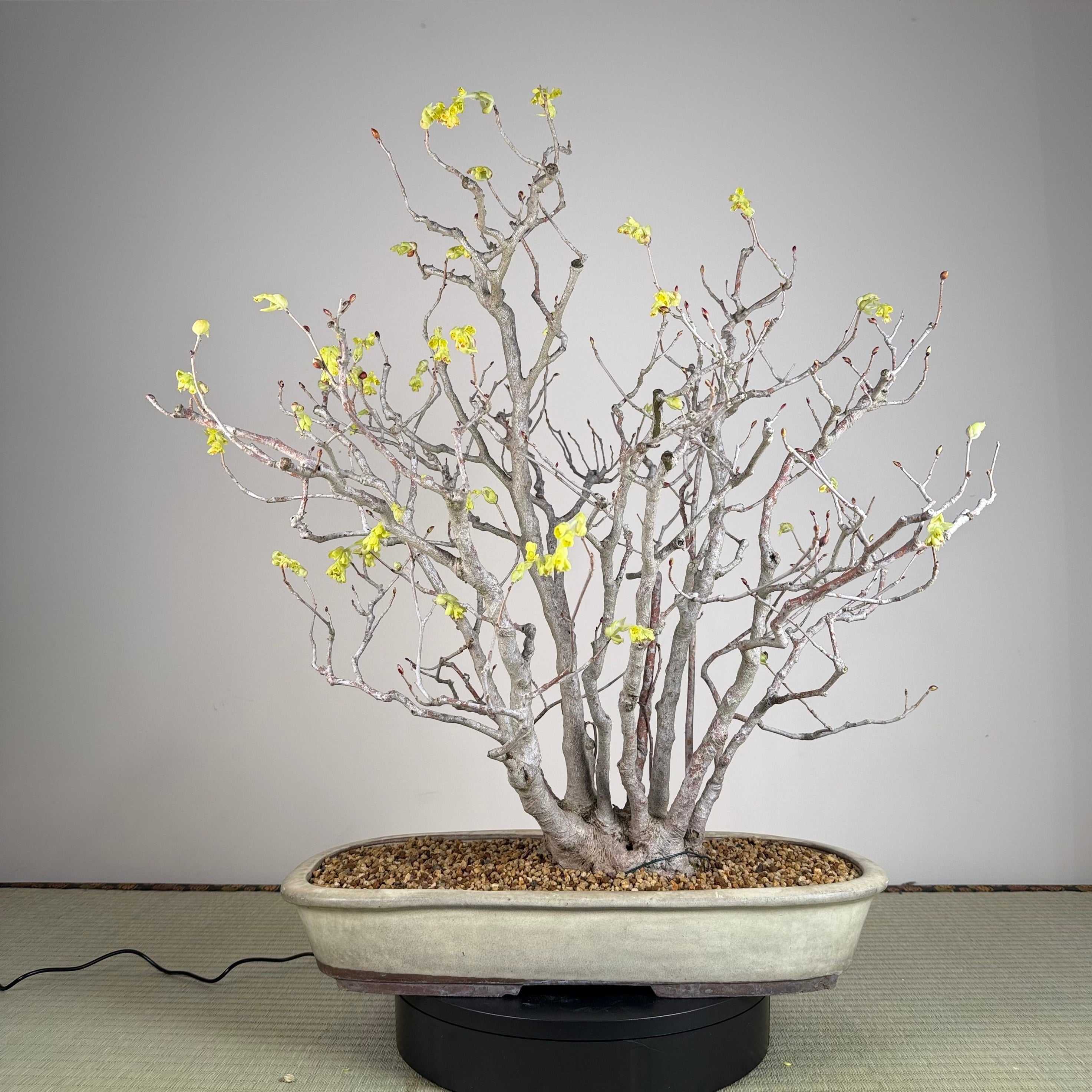 Corylopsis spicata