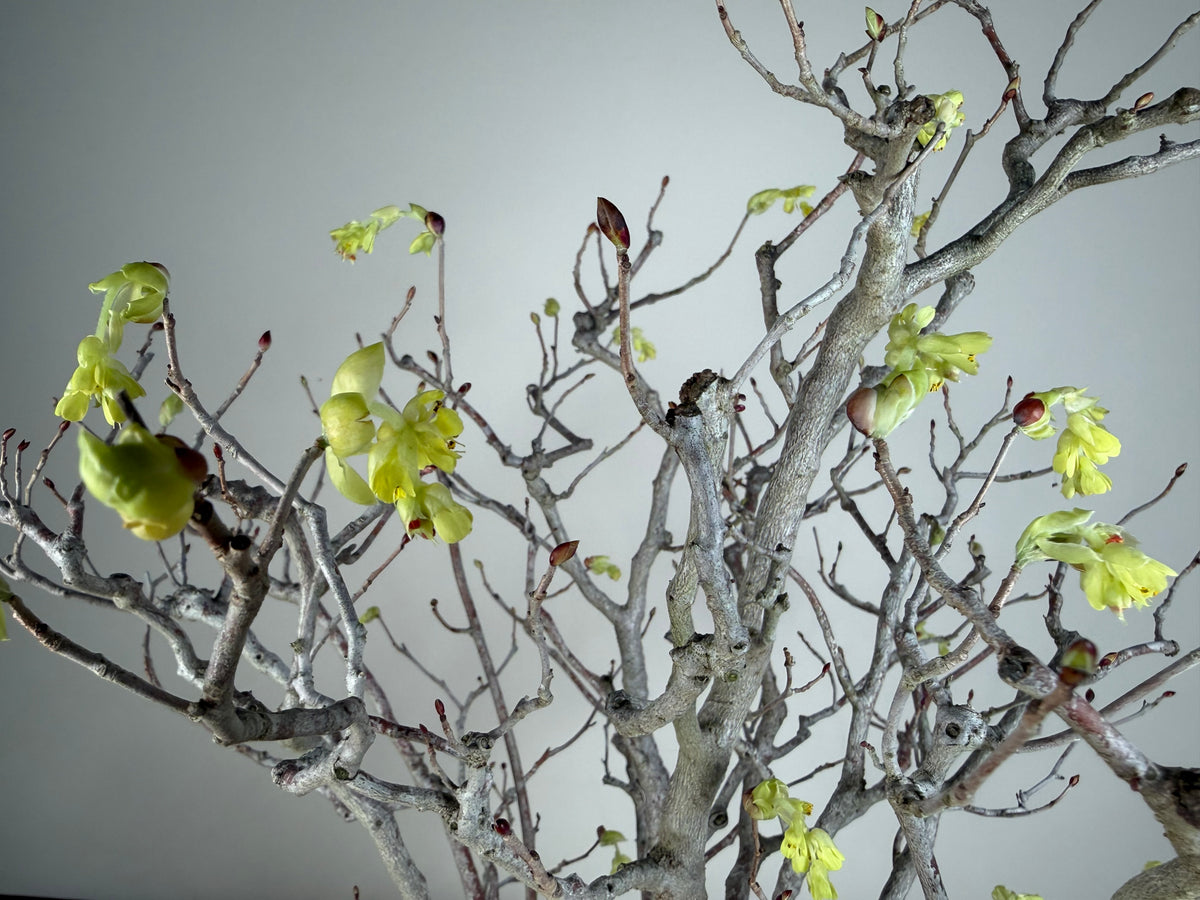 Corylopsis spicata