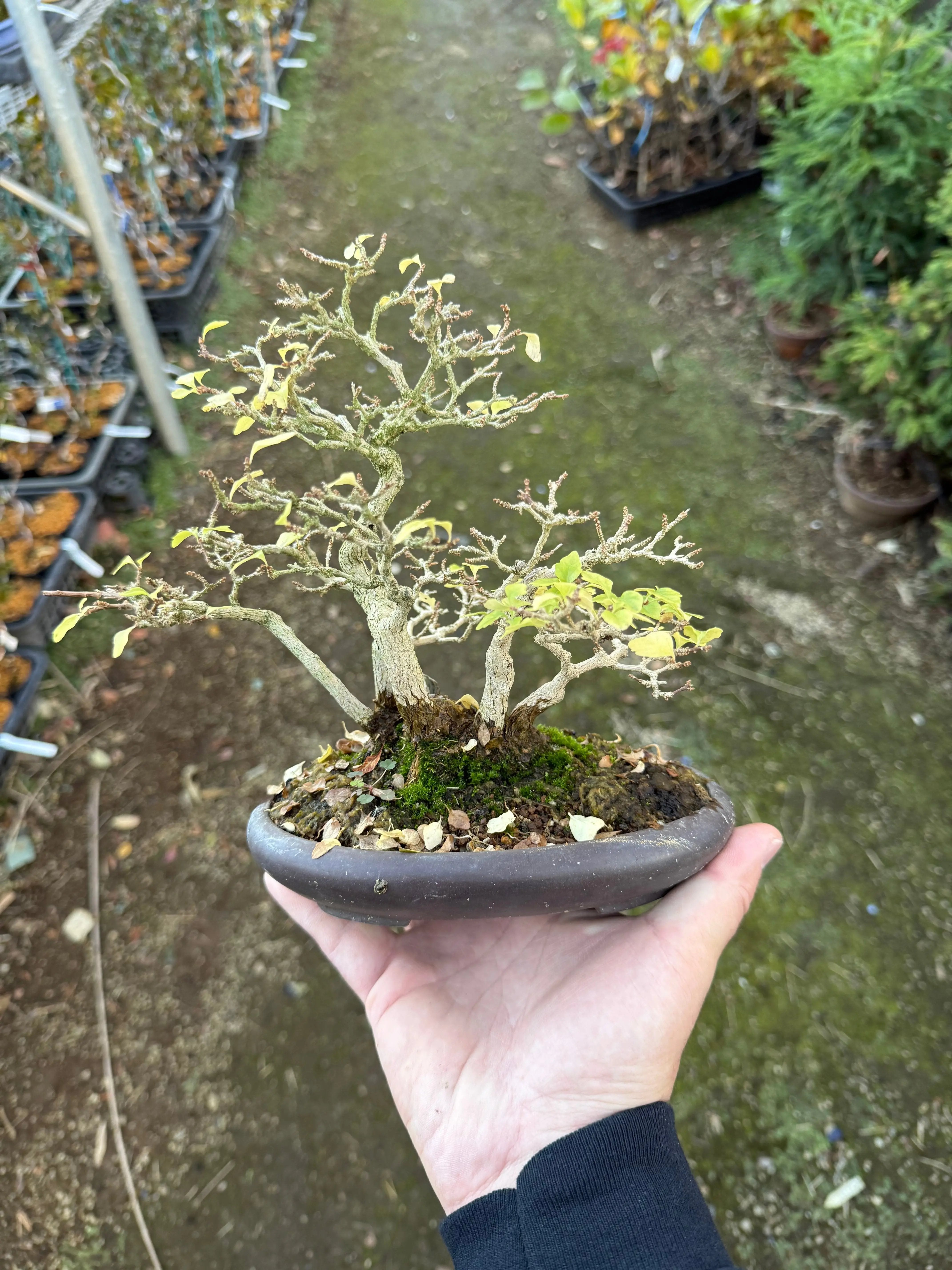 Premna japonica Canada Bonsai