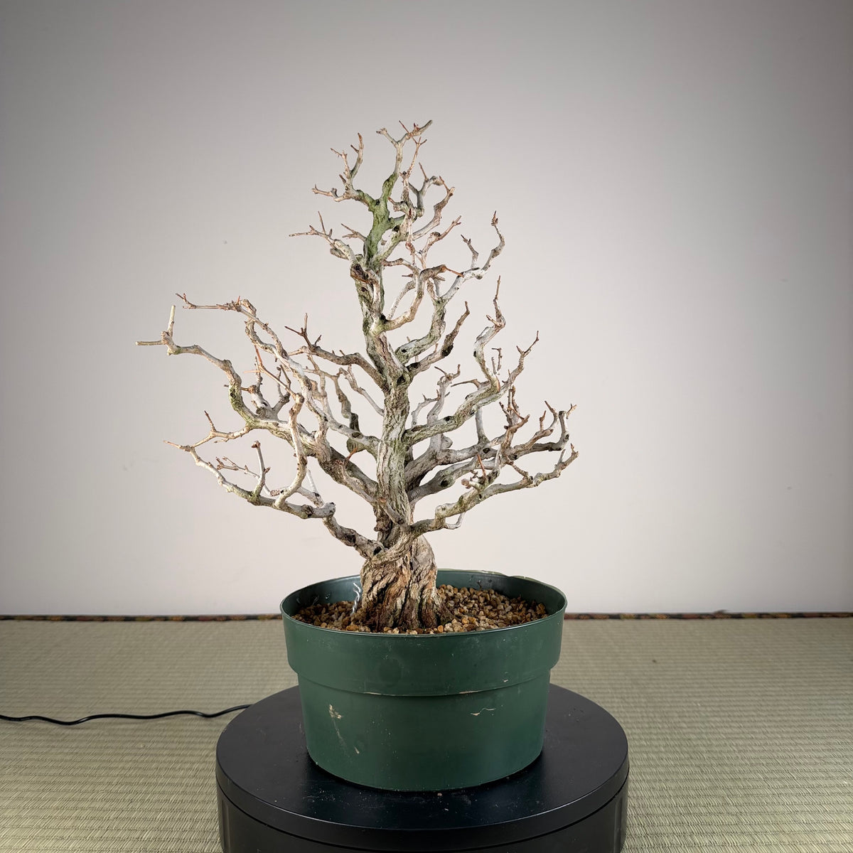 Punica granatum
