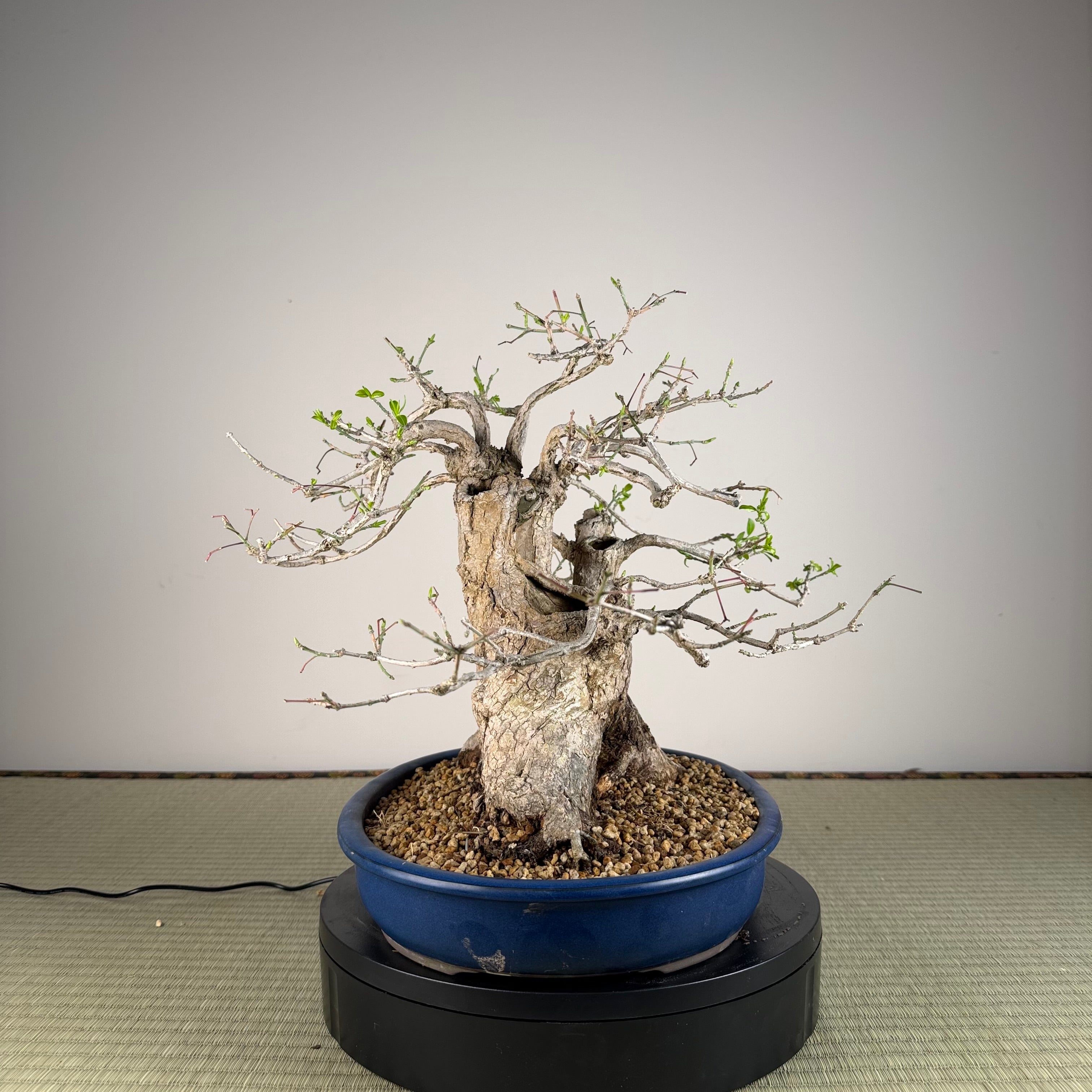Euonymus