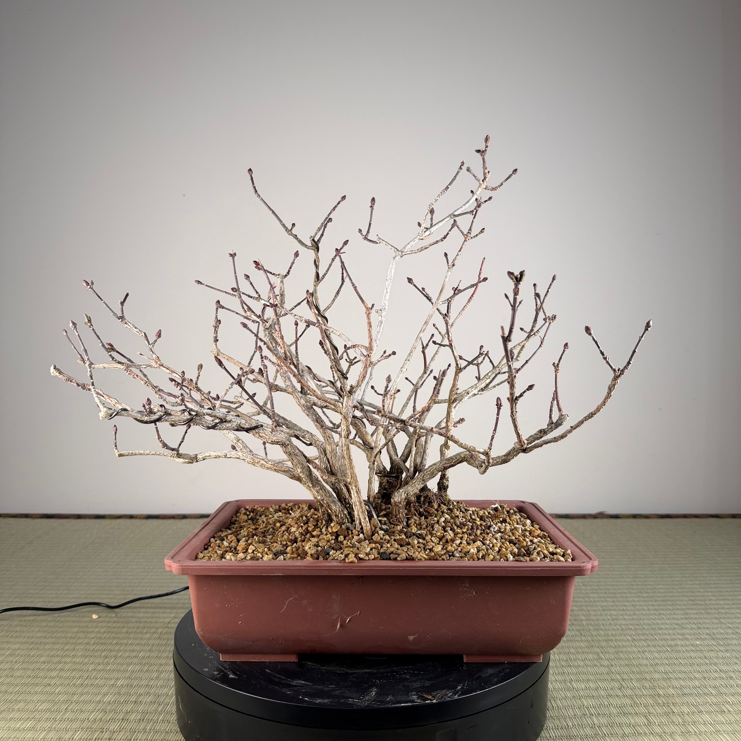Euonymus