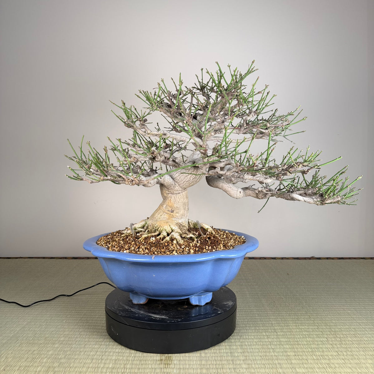 Euonymus