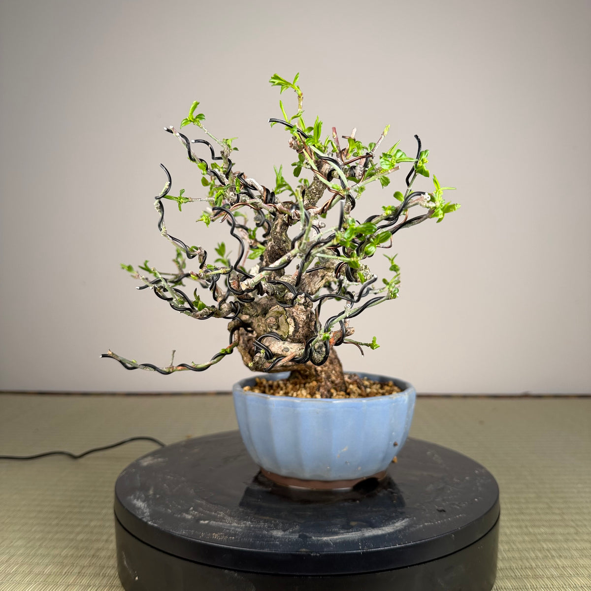 Euonymus