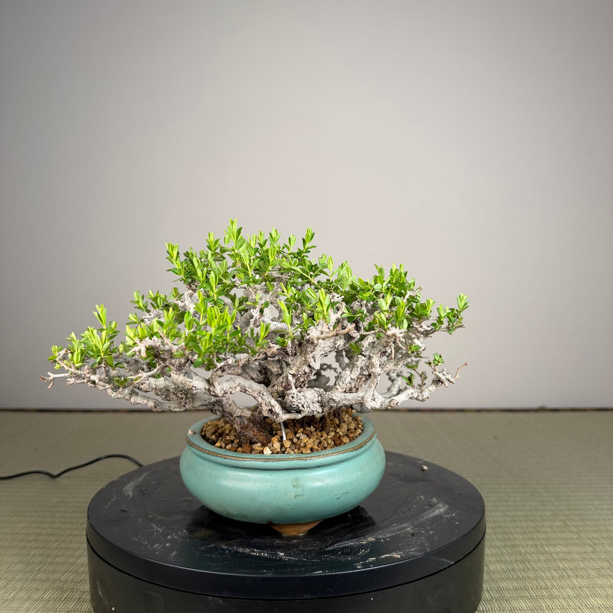 Ligustrum Arakawa *Voir note*