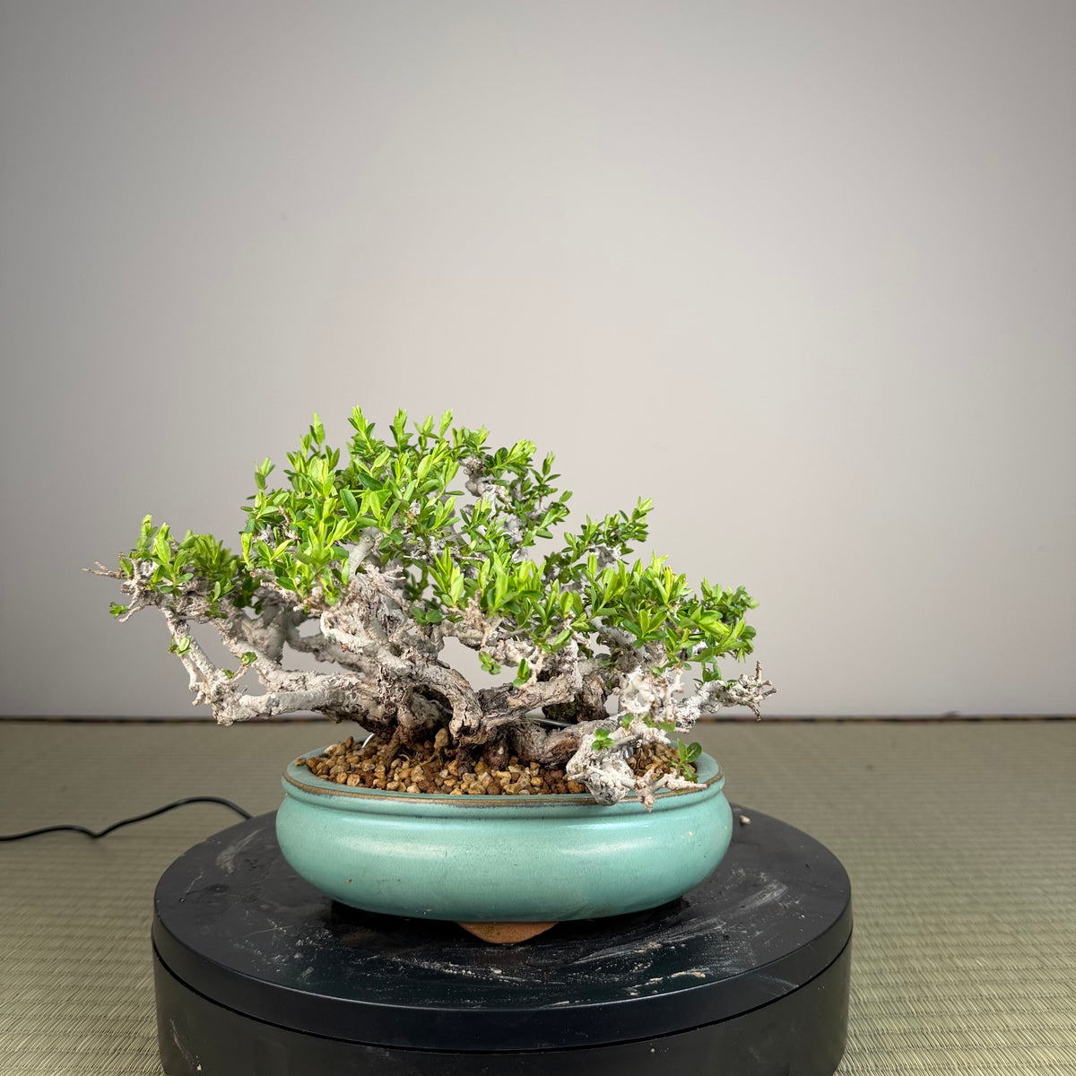 Ligustrum Arakawa *Voir note*