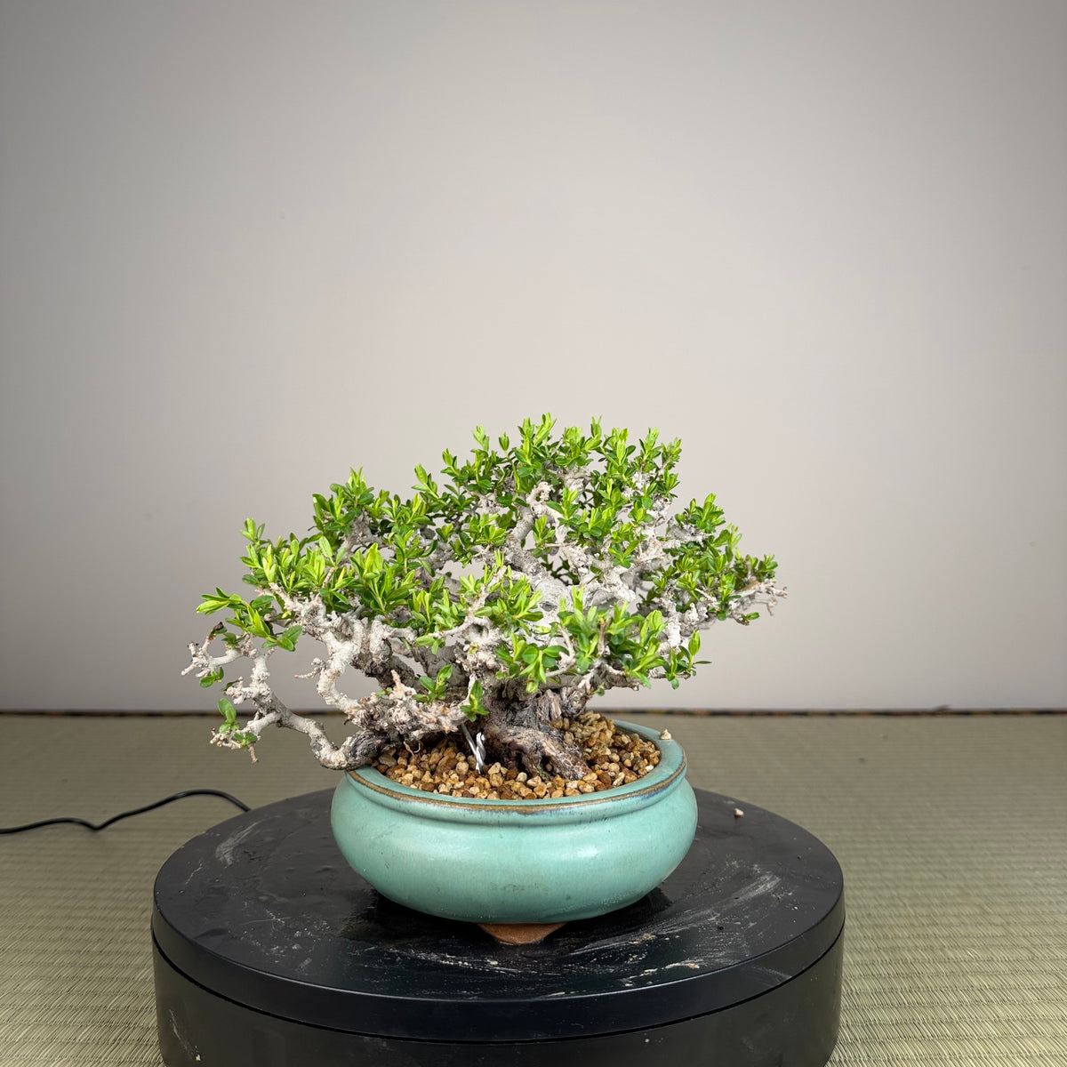 Ligustrum Arakawa *Voir note*