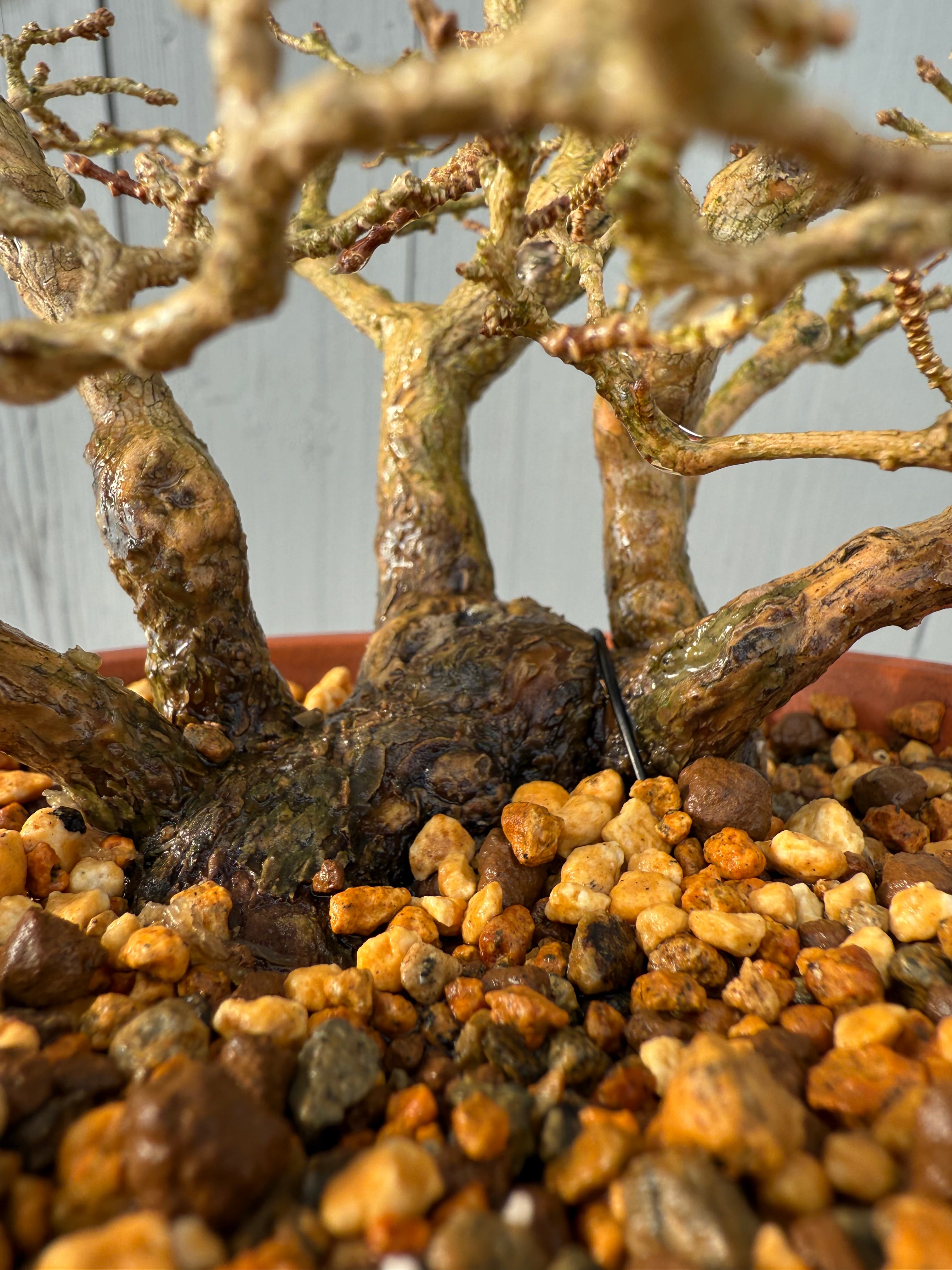 Premna japonica