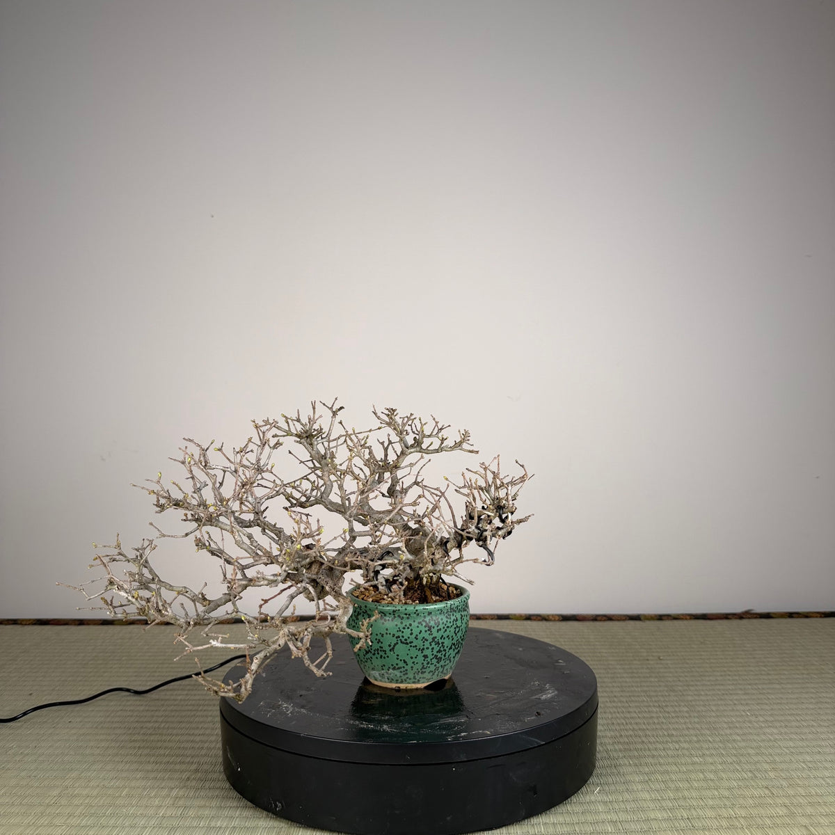 Ligustrum
