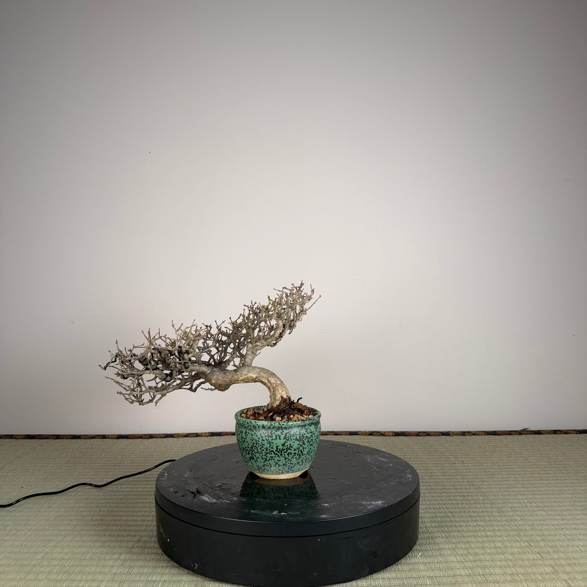 Ligustrum