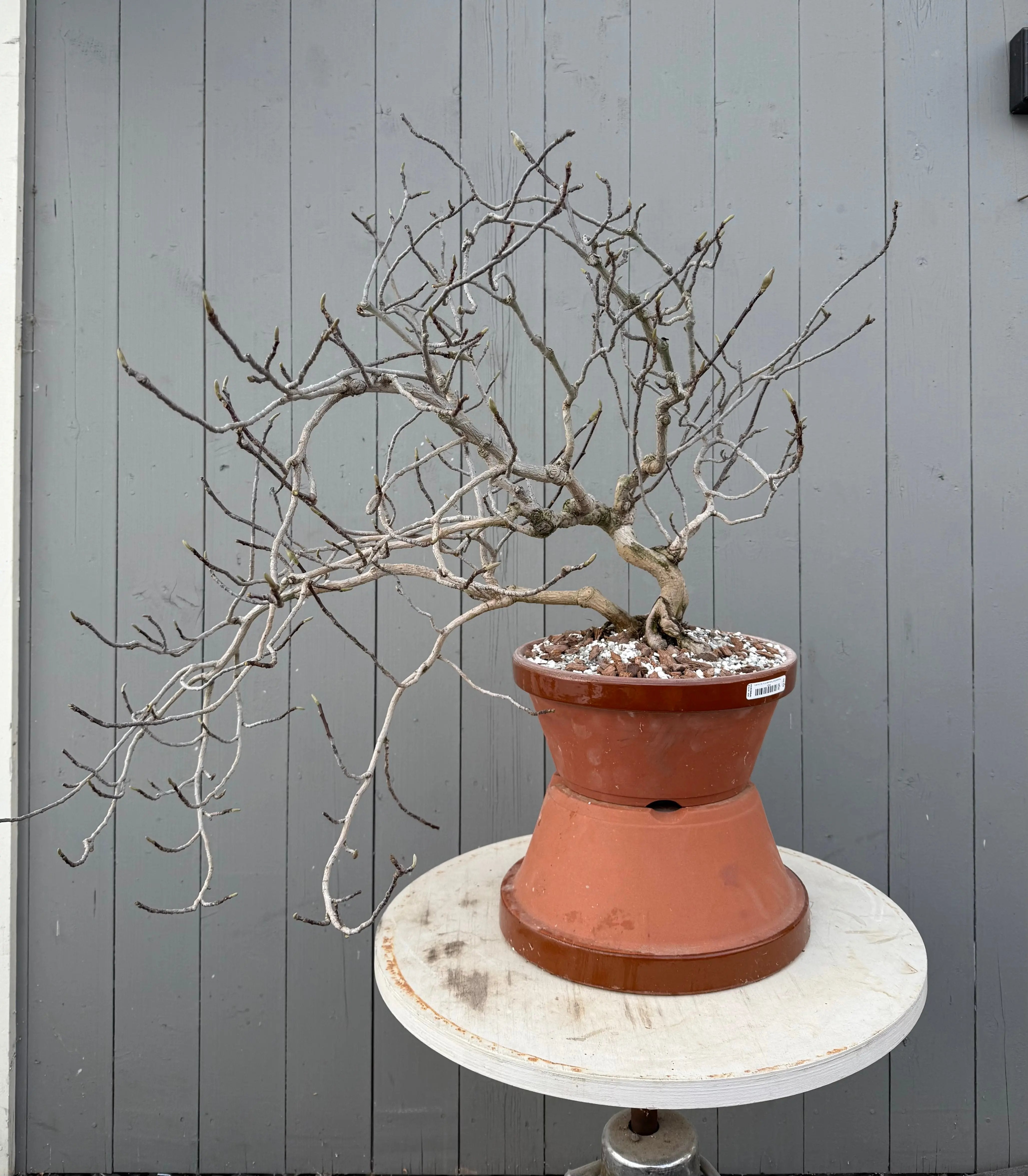 Magnolia (purple) Canada Bonsai