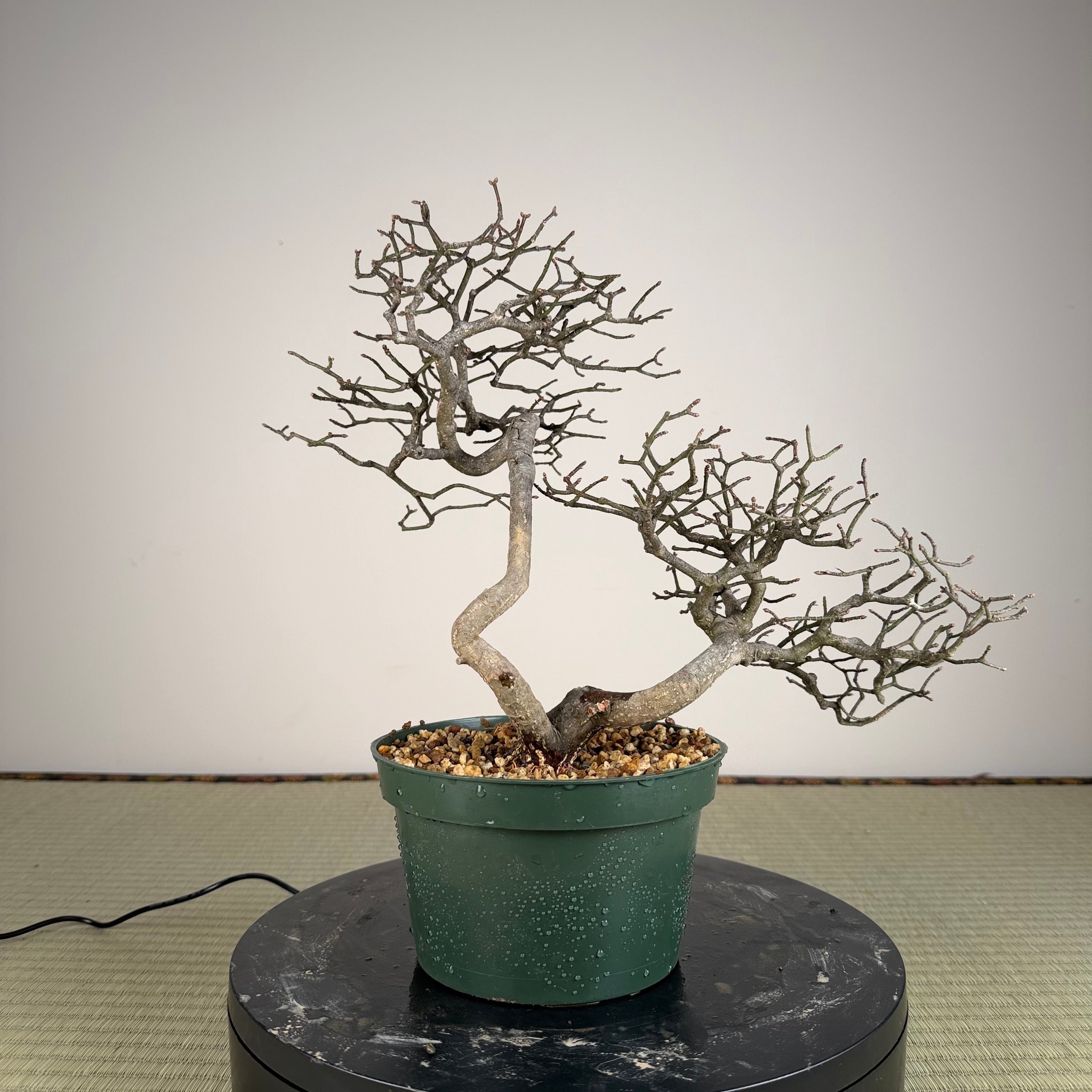 Euonymus