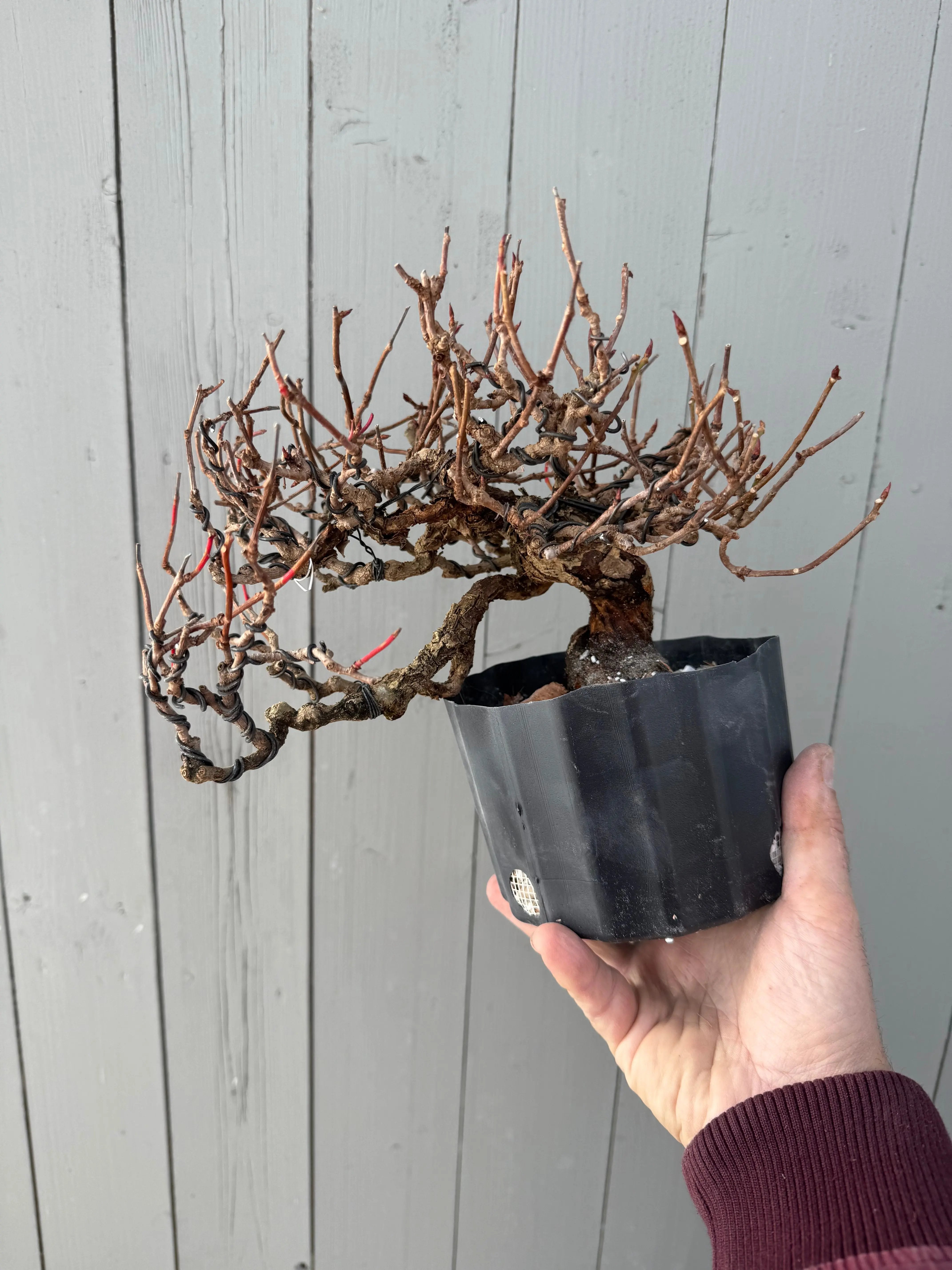 Kadsura japonica Canada Bonsai