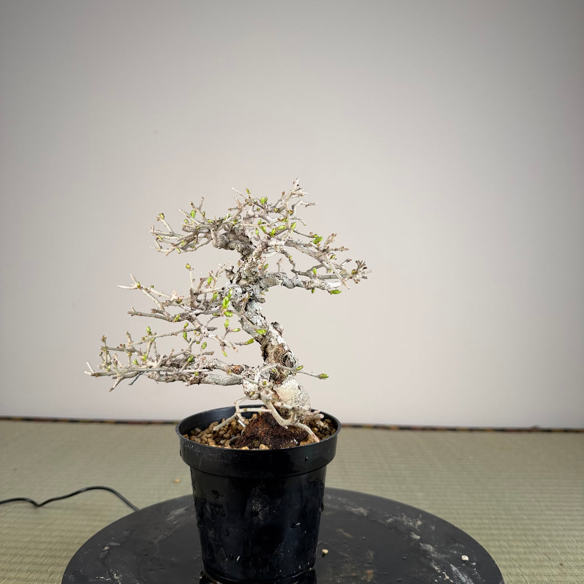 Ligustrum